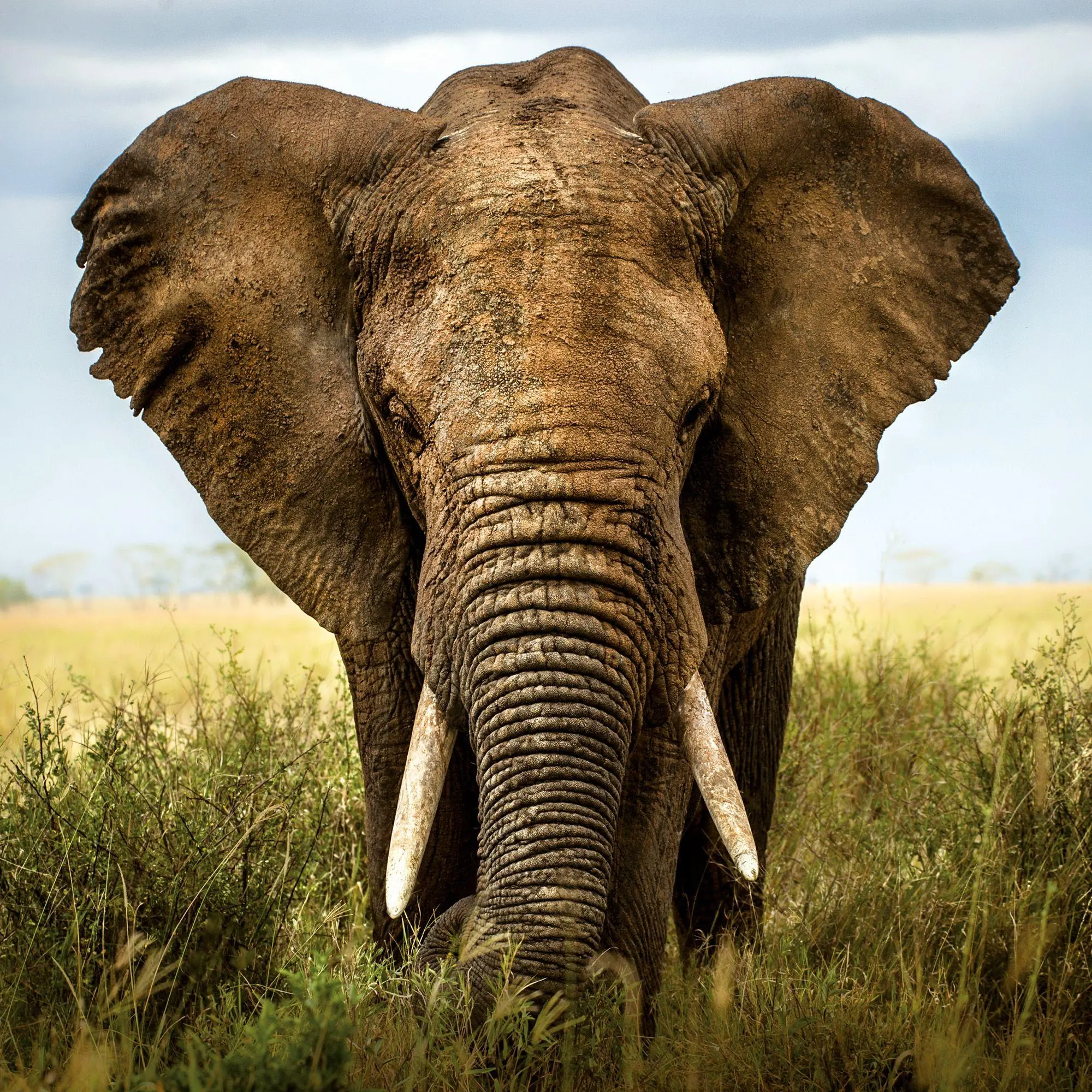 Bild: 9783959296649 | African Wildlife 2027 | Kalender 2027 | Kalender | 28 S. | Deutsch