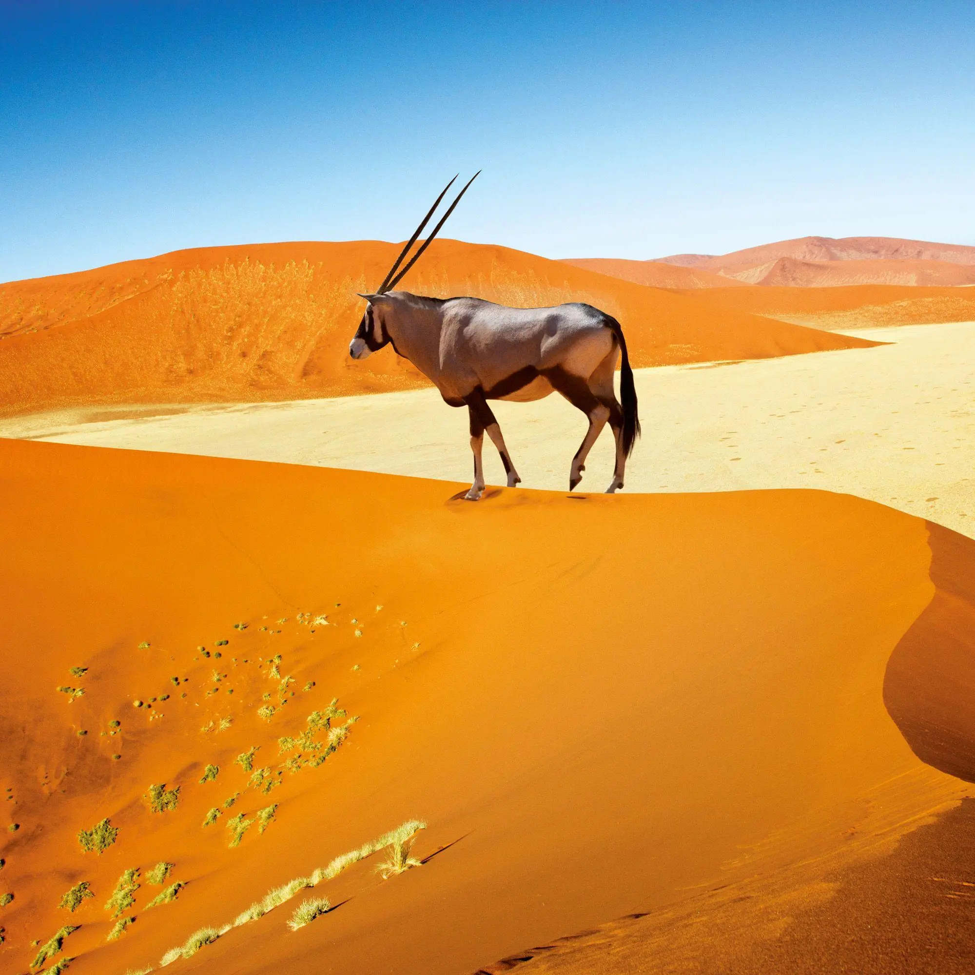 Bild: 9783959296649 | African Wildlife 2027 | Kalender 2027 | Kalender | 28 S. | Deutsch