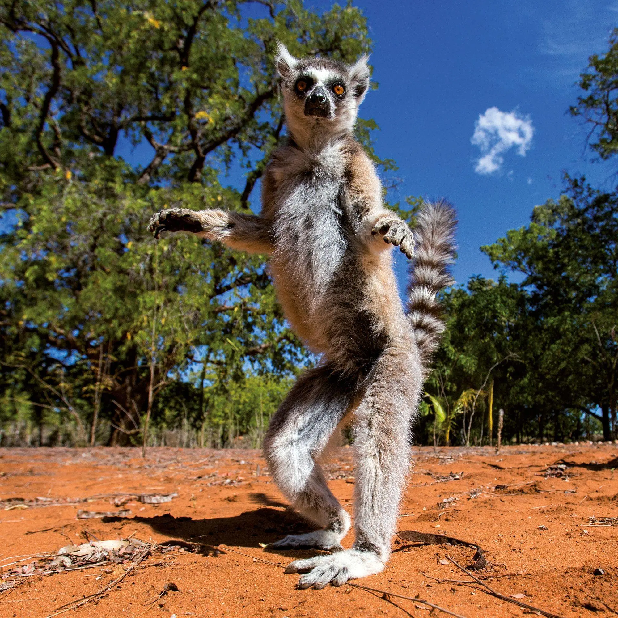 Bild: 9783959296649 | African Wildlife 2027 | Kalender 2027 | Kalender | 28 S. | Deutsch