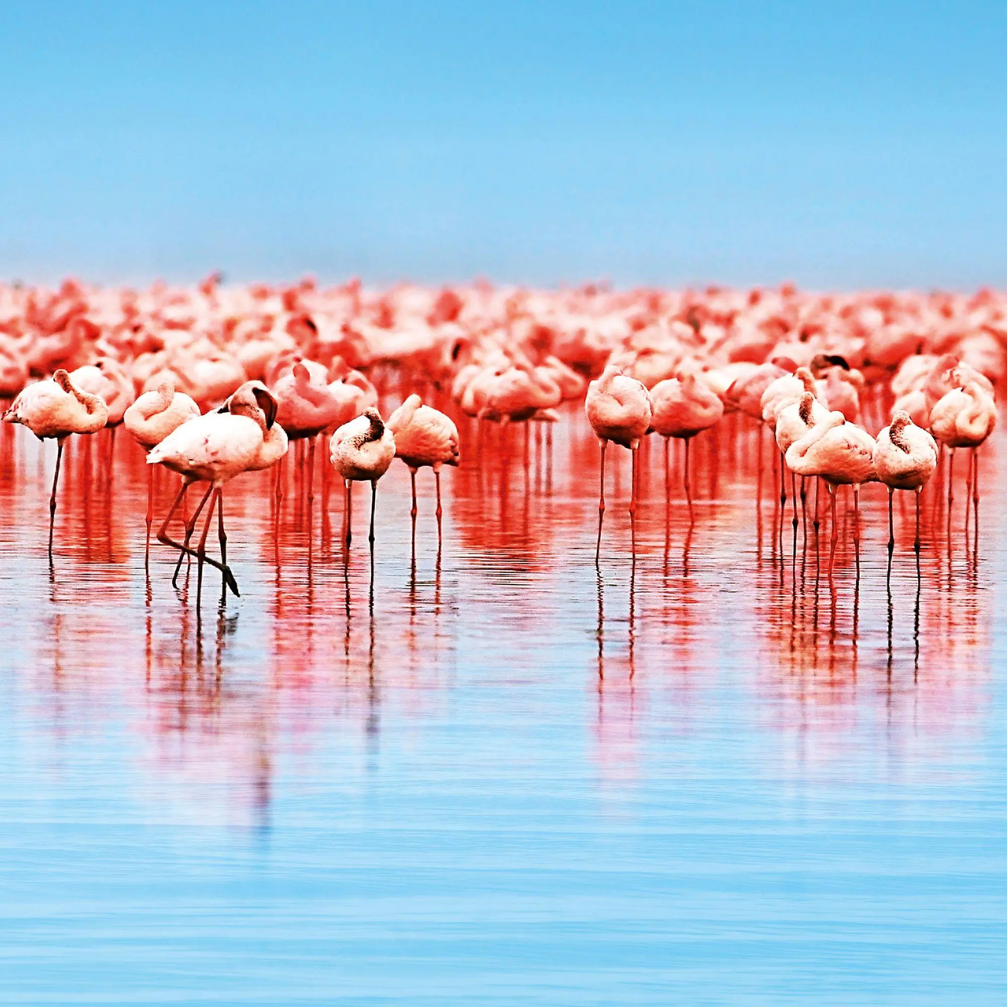 Bild: 9783959296649 | African Wildlife 2027 | Kalender 2027 | Kalender | 28 S. | Deutsch