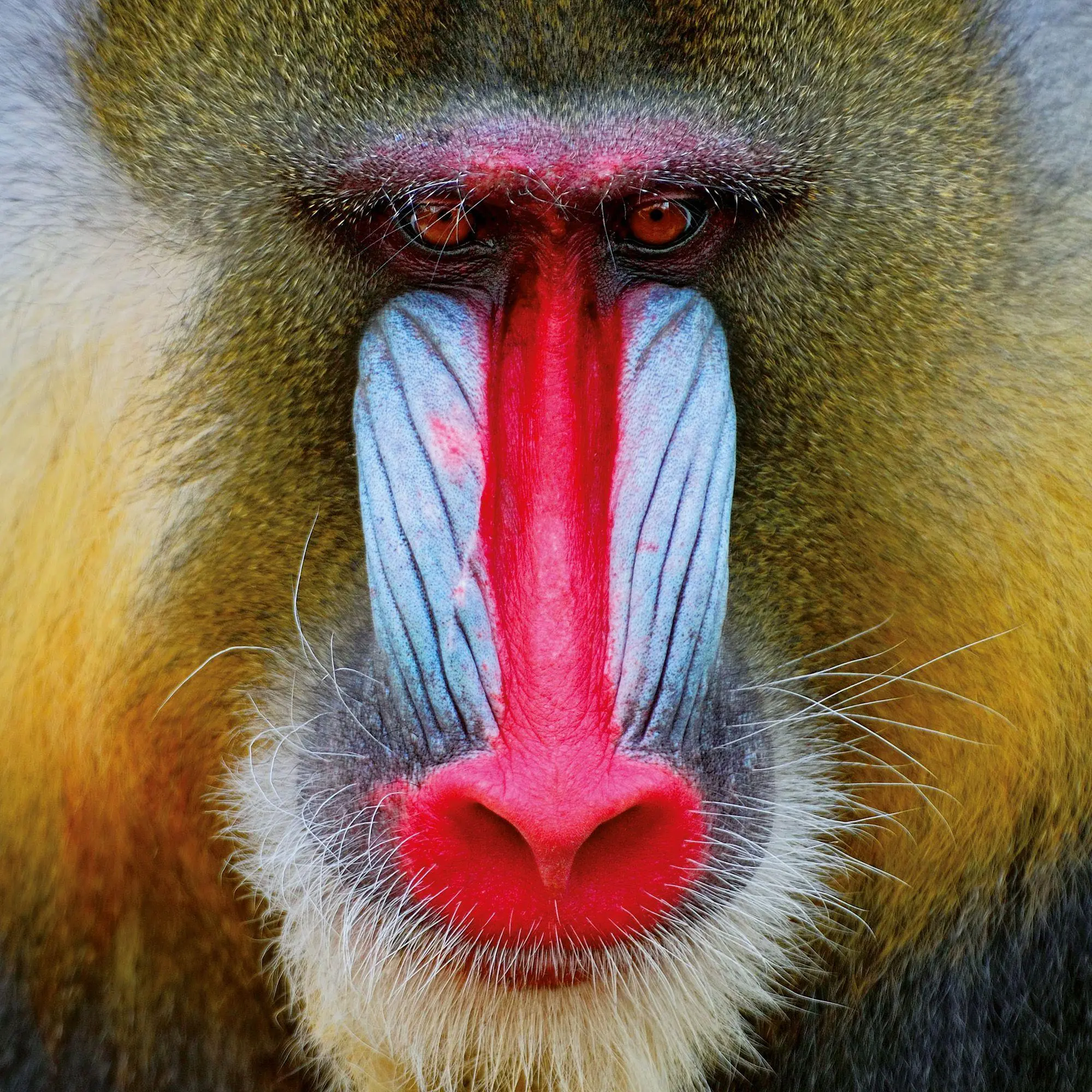 Bild: 9783959296649 | African Wildlife 2027 | Kalender 2027 | Kalender | 28 S. | Deutsch