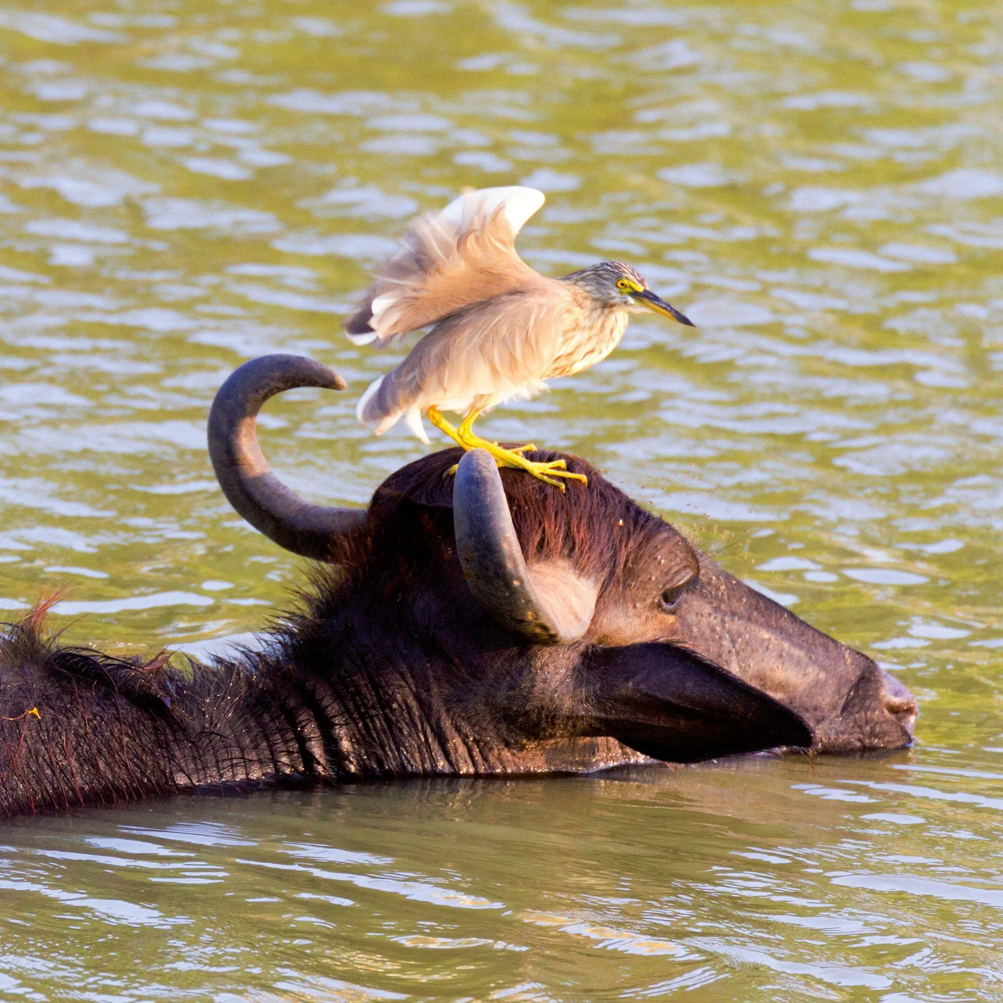 Bild: 9783959296649 | African Wildlife 2027 | Kalender 2027 | Kalender | 28 S. | Deutsch