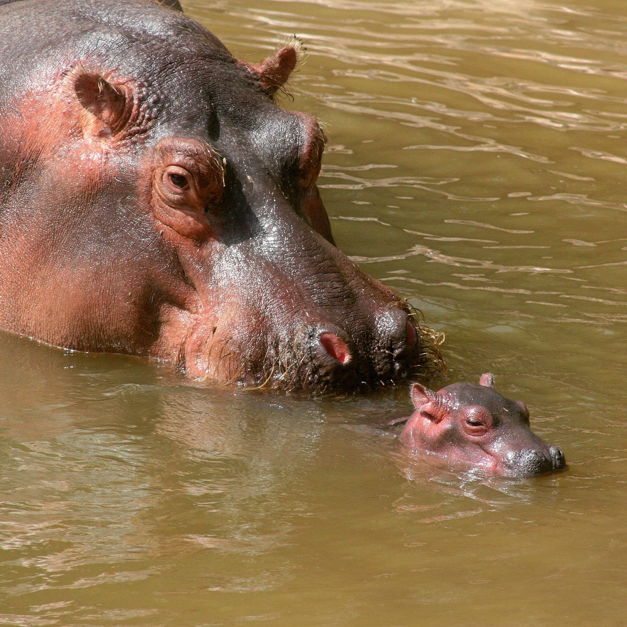 Bild: 9783959296649 | African Wildlife 2027 | Kalender 2027 | Kalender | 28 S. | Deutsch