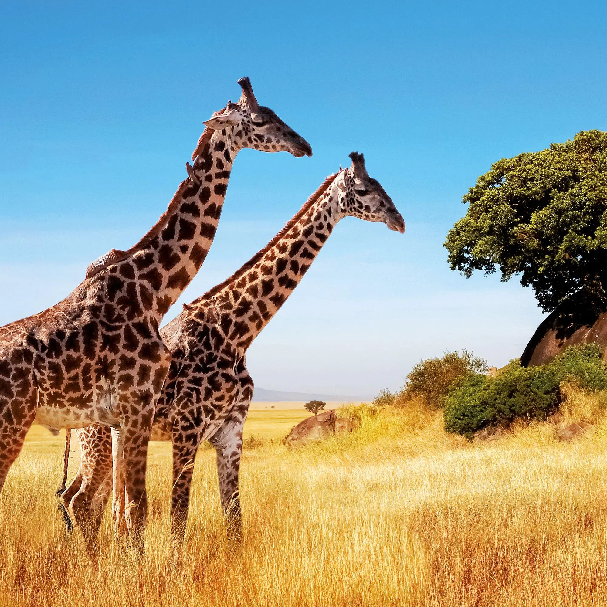 Bild: 9783959296649 | African Wildlife 2027 | Kalender 2027 | Kalender | 28 S. | Deutsch