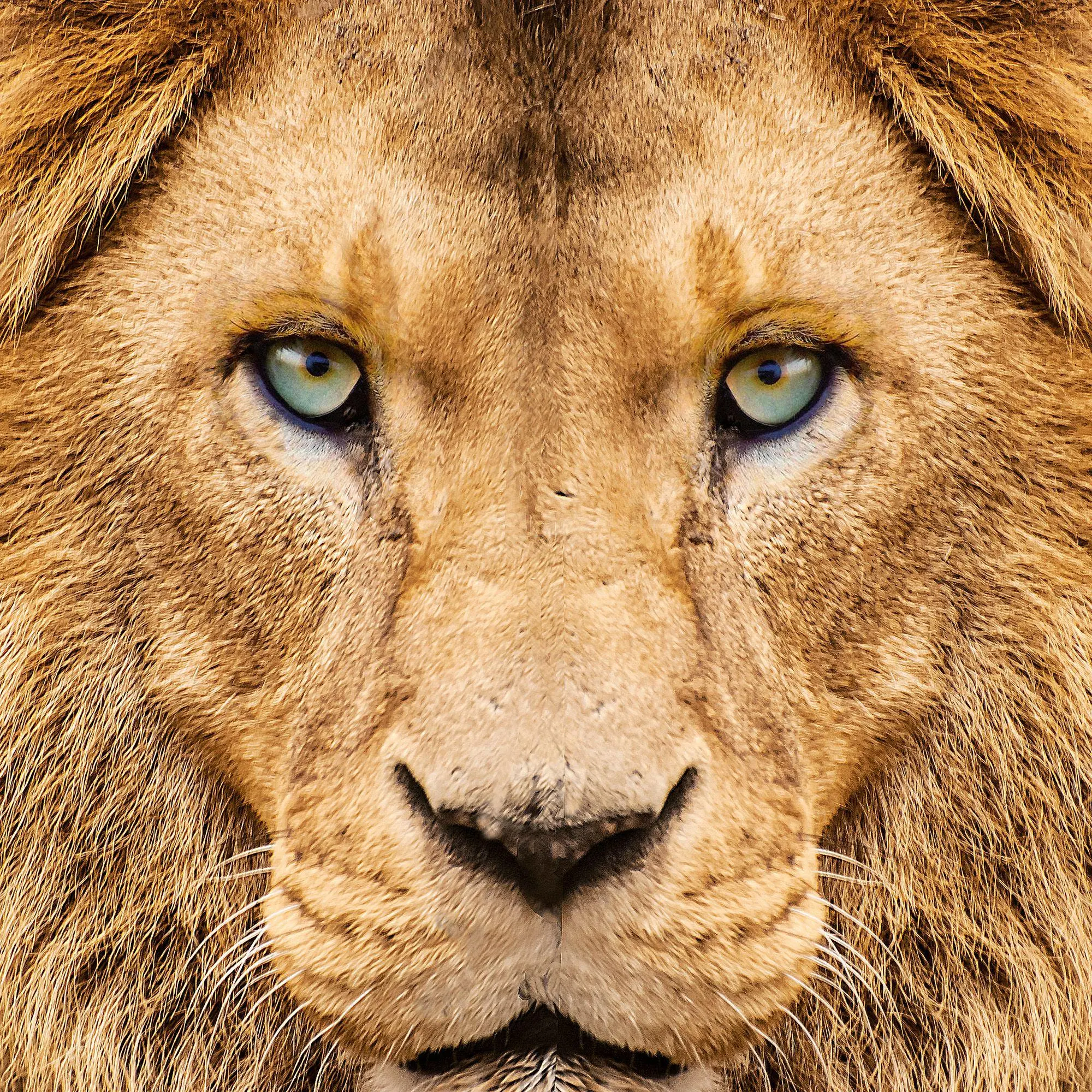 Bild: 9783959296649 | African Wildlife 2027 | Kalender 2027 | Kalender | 28 S. | Deutsch