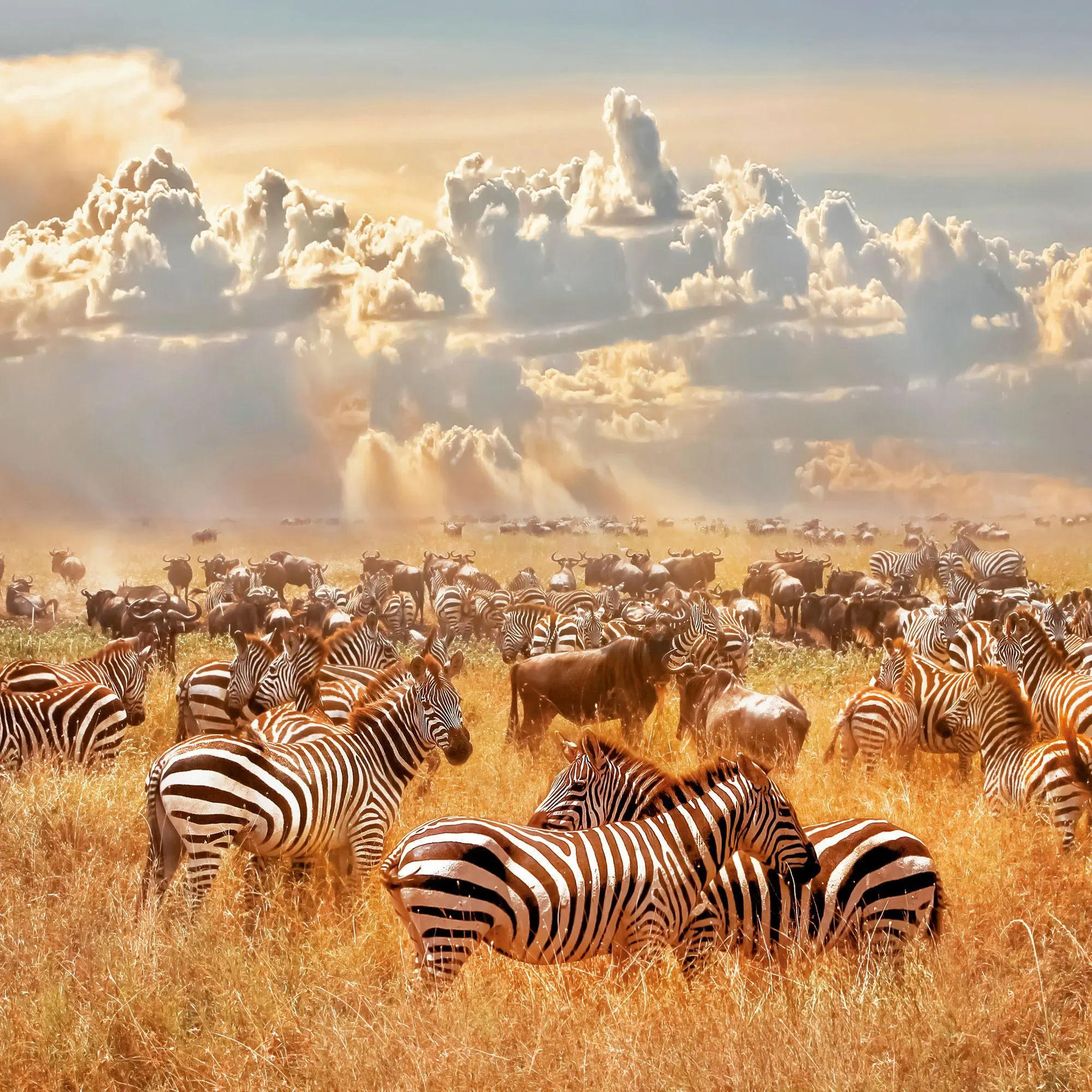 Bild: 9783959296649 | African Wildlife 2027 | Kalender 2027 | Kalender | 28 S. | Deutsch