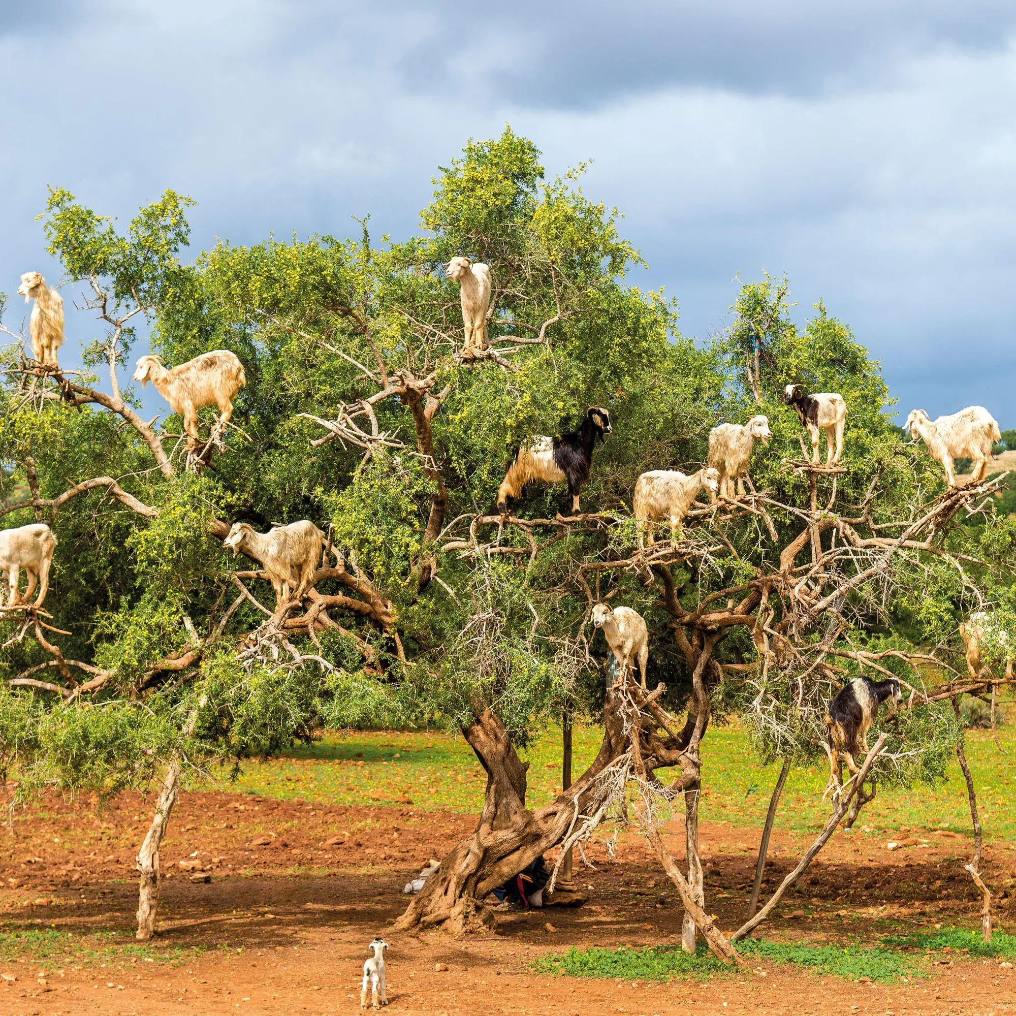 Bild: 9783959296649 | African Wildlife 2027 | Kalender 2027 | Kalender | 28 S. | Deutsch