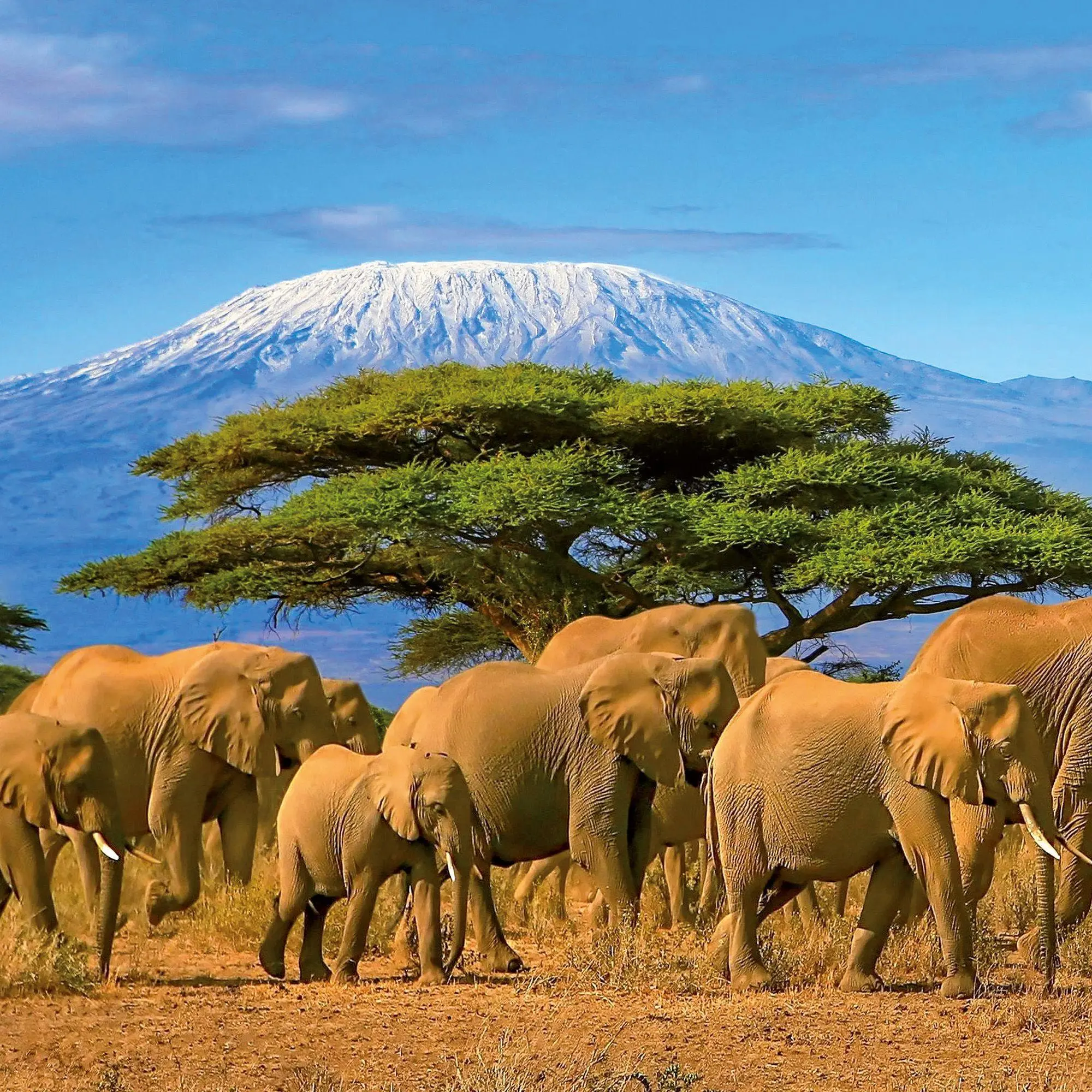 Bild: 9783959296649 | African Wildlife 2027 | Kalender 2027 | Kalender | 28 S. | Deutsch