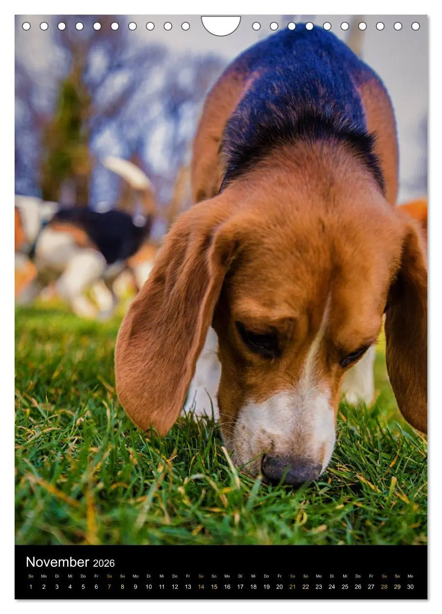 Bild: 9783516416749 | Beagle Action - Wilde Kuscheltiere (Wandkalender 2026 DIN A4 hoch),...