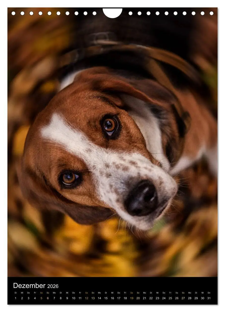 Bild: 9783516416749 | Beagle Action - Wilde Kuscheltiere (Wandkalender 2026 DIN A4 hoch),...