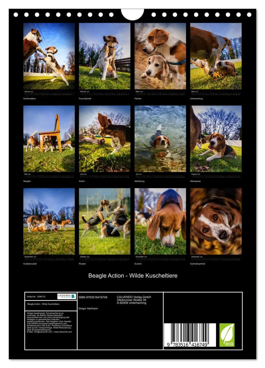 Bild: 9783516416749 | Beagle Action - Wilde Kuscheltiere (Wandkalender 2026 DIN A4 hoch),...
