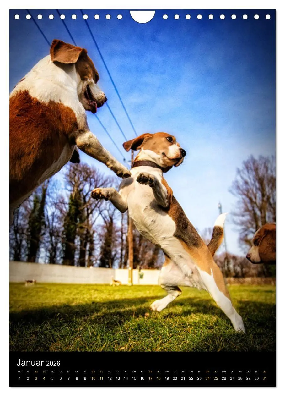 Bild: 9783516416749 | Beagle Action - Wilde Kuscheltiere (Wandkalender 2026 DIN A4 hoch),...