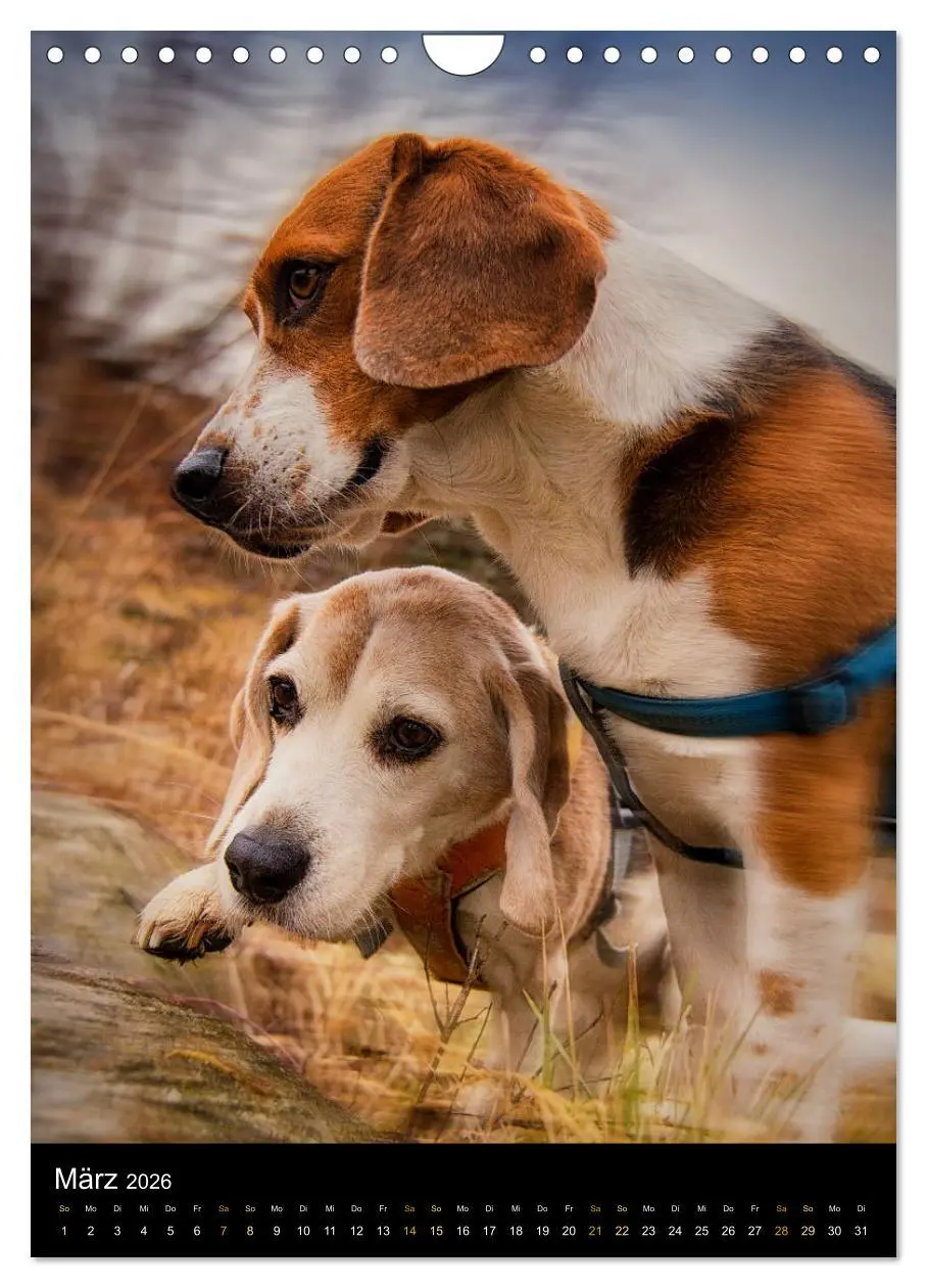 Bild: 9783516416749 | Beagle Action - Wilde Kuscheltiere (Wandkalender 2026 DIN A4 hoch),...