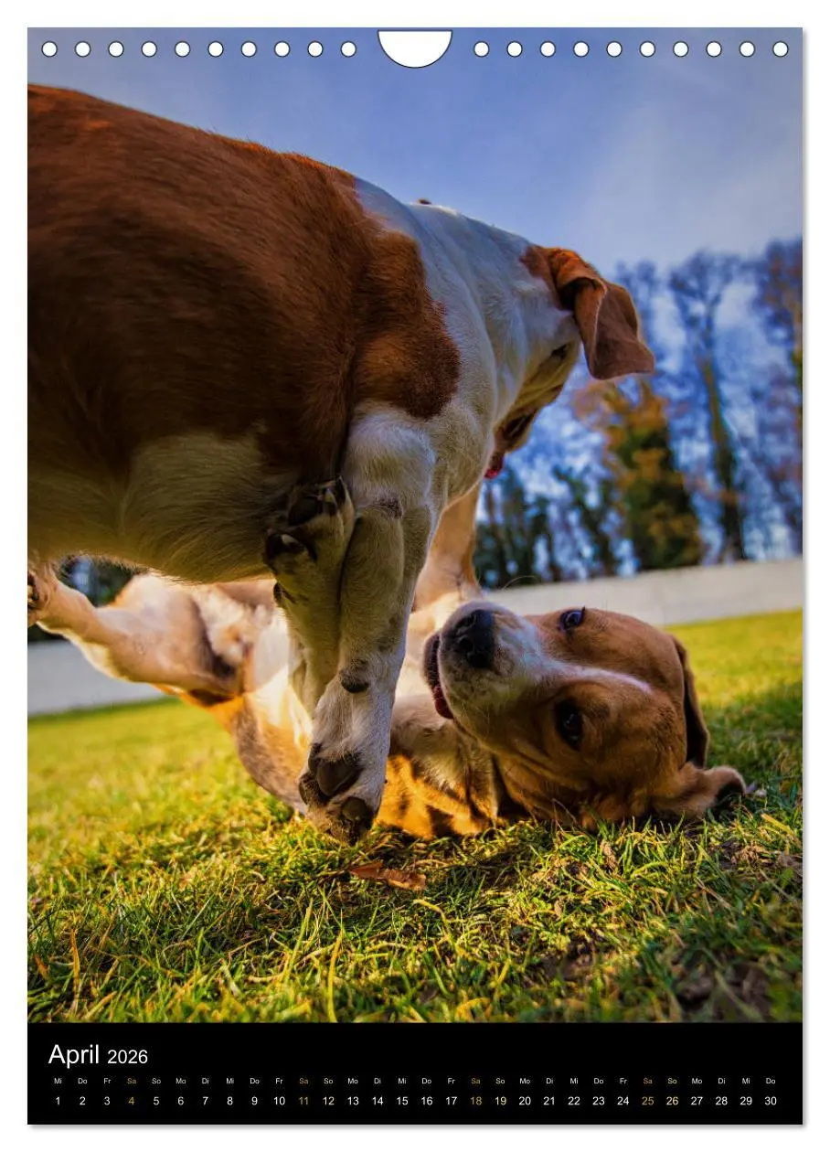 Bild: 9783516416749 | Beagle Action - Wilde Kuscheltiere (Wandkalender 2026 DIN A4 hoch),...