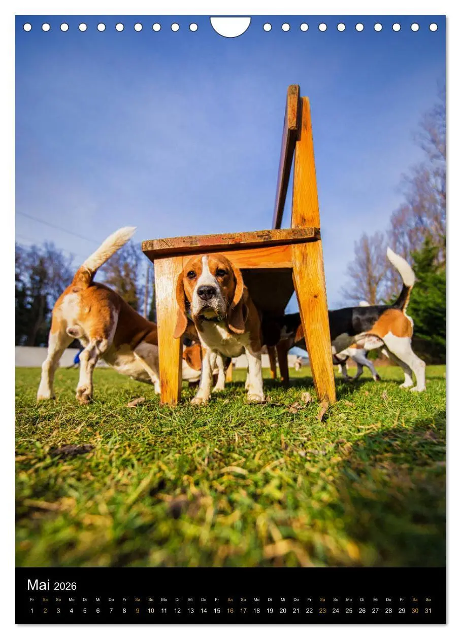 Bild: 9783516416749 | Beagle Action - Wilde Kuscheltiere (Wandkalender 2026 DIN A4 hoch),...