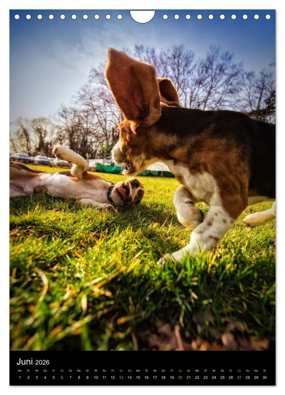 Bild: 9783516416749 | Beagle Action - Wilde Kuscheltiere (Wandkalender 2026 DIN A4 hoch),...