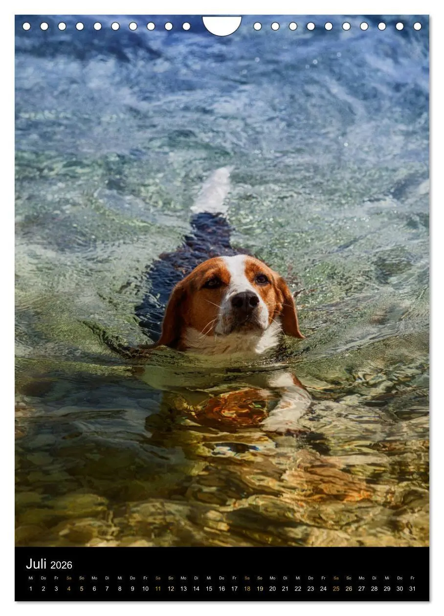 Bild: 9783516416749 | Beagle Action - Wilde Kuscheltiere (Wandkalender 2026 DIN A4 hoch),...