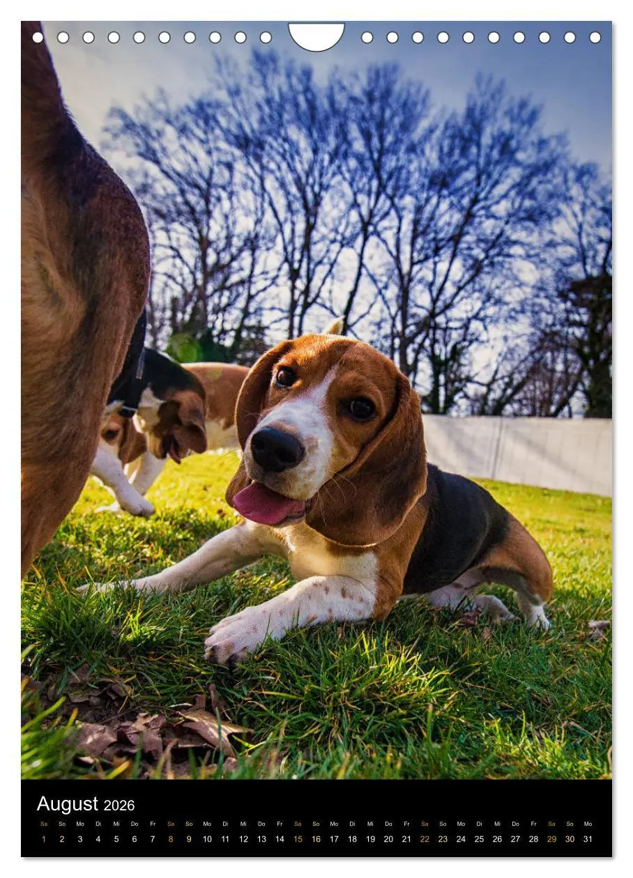 Bild: 9783516416749 | Beagle Action - Wilde Kuscheltiere (Wandkalender 2026 DIN A4 hoch),...