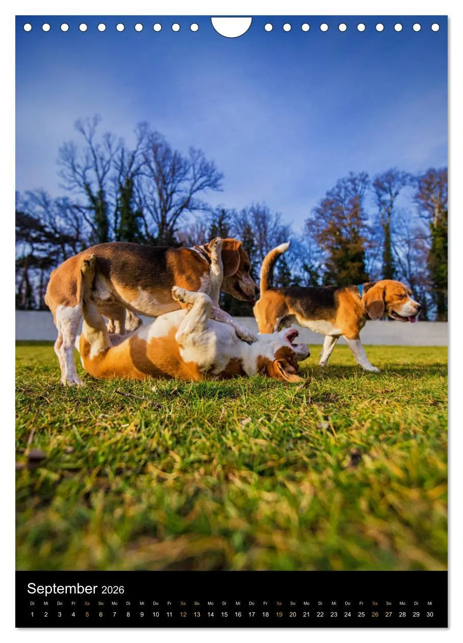 Bild: 9783516416749 | Beagle Action - Wilde Kuscheltiere (Wandkalender 2026 DIN A4 hoch),...