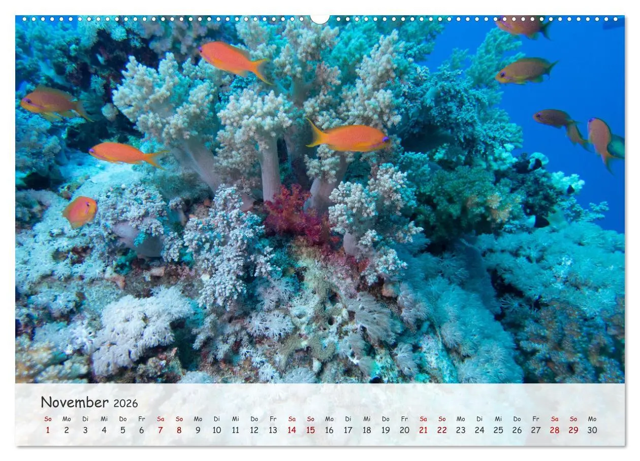 Bild: 9783457507049 | Faszination Meer und Fische (Wandkalender 2026 DIN A2 quer),...