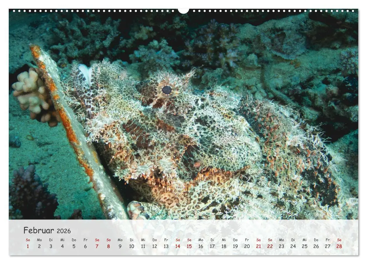 Bild: 9783457507049 | Faszination Meer und Fische (Wandkalender 2026 DIN A2 quer),...