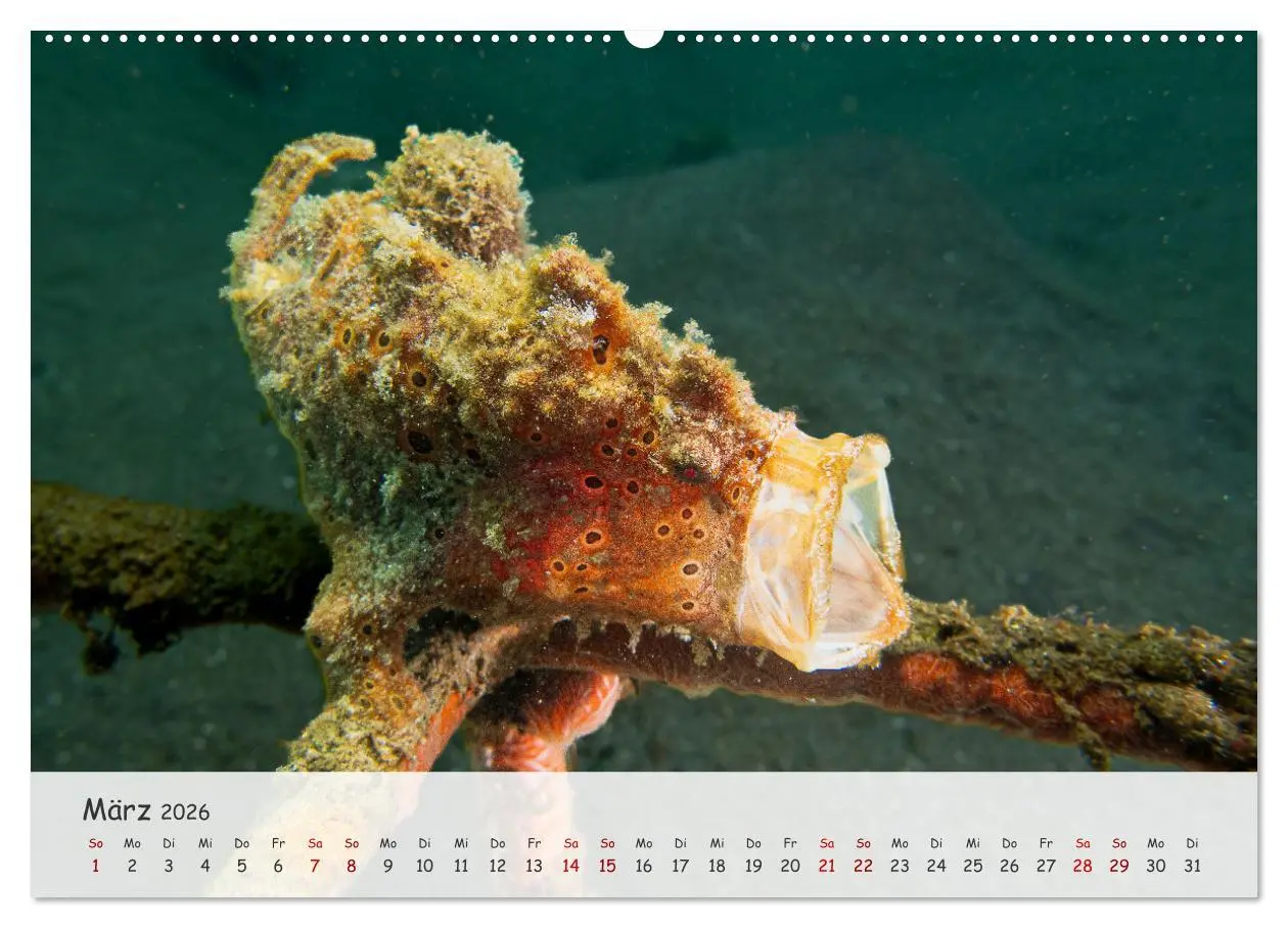 Bild: 9783457507049 | Faszination Meer und Fische (Wandkalender 2026 DIN A2 quer),...