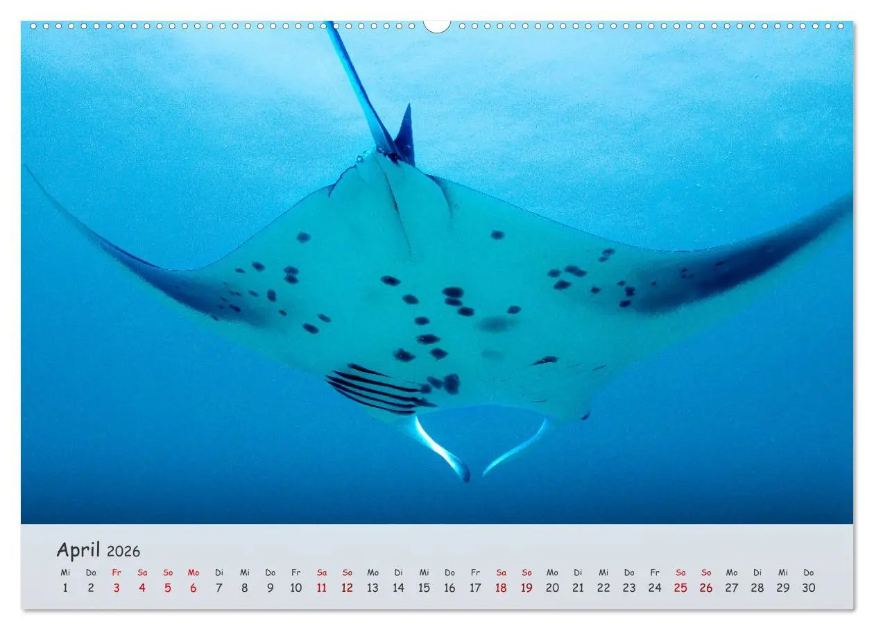 Bild: 9783457507049 | Faszination Meer und Fische (Wandkalender 2026 DIN A2 quer),...