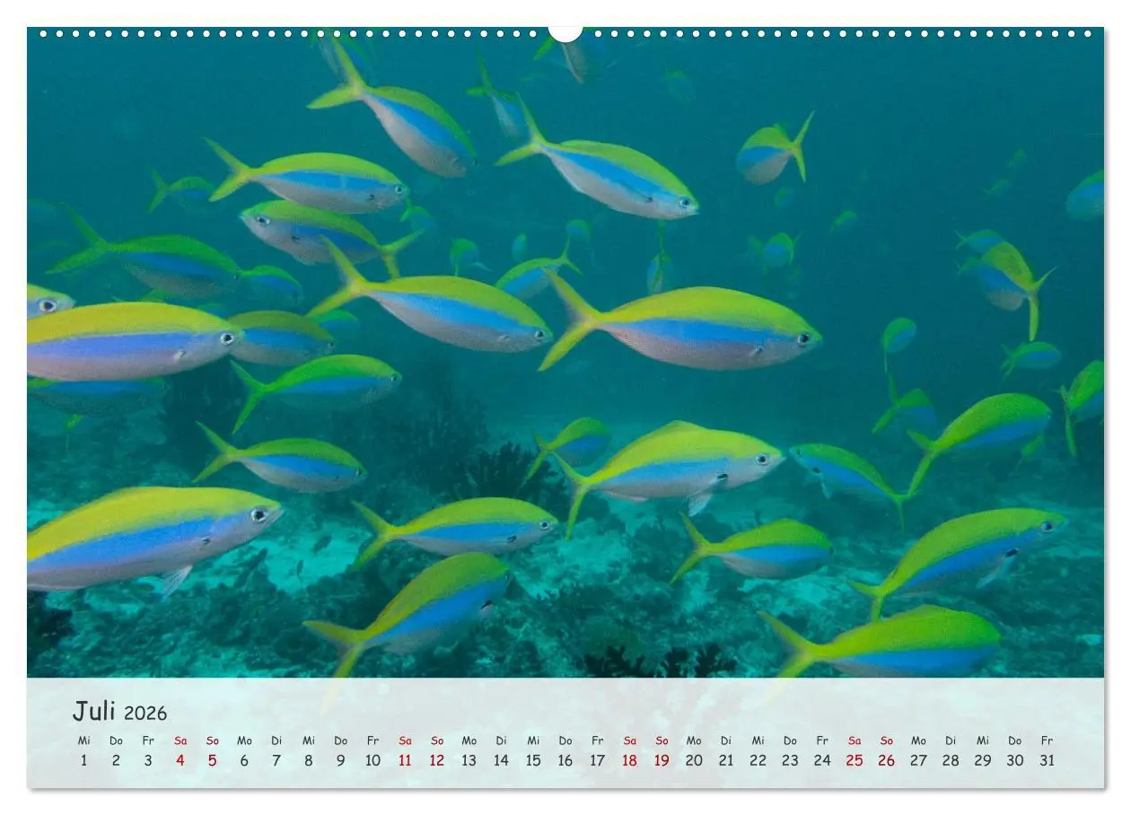 Bild: 9783457507049 | Faszination Meer und Fische (Wandkalender 2026 DIN A2 quer),...