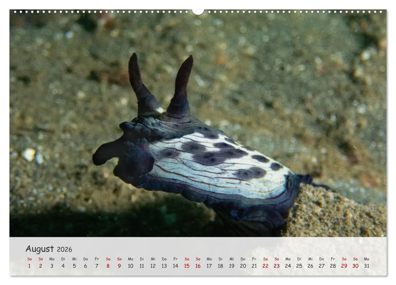 Bild: 9783457507049 | Faszination Meer und Fische (Wandkalender 2026 DIN A2 quer),...