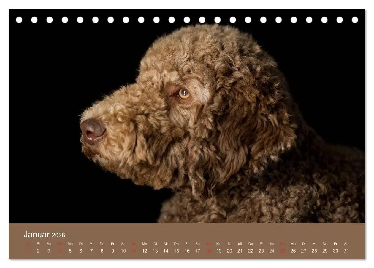 Bild: 9783516147049 | Pudel (Tischkalender 2026 DIN A5 quer), CALVENDO Monatskalender | 2026
