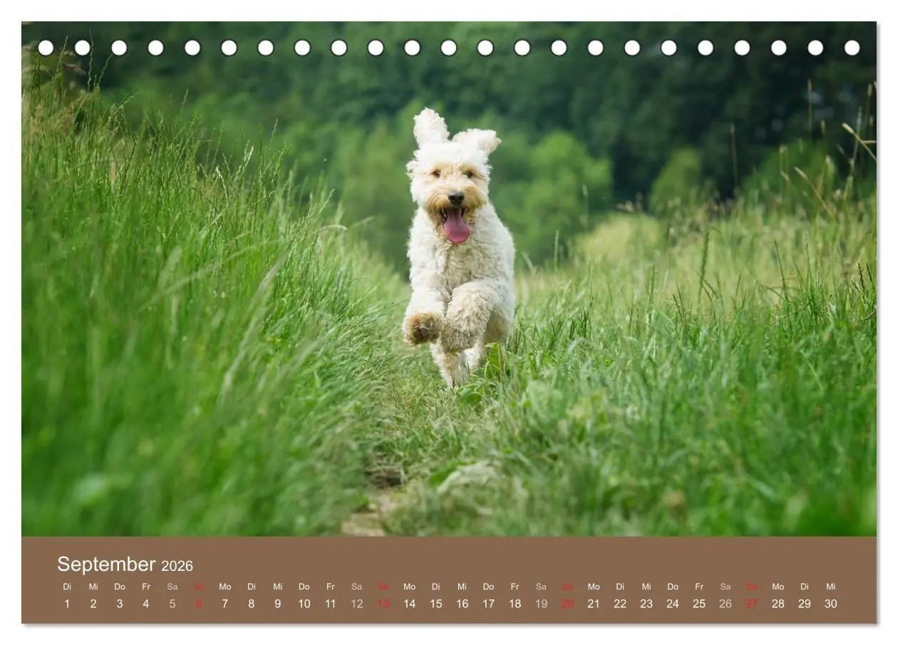 Bild: 9783516147049 | Pudel (Tischkalender 2026 DIN A5 quer), CALVENDO Monatskalender | 2026