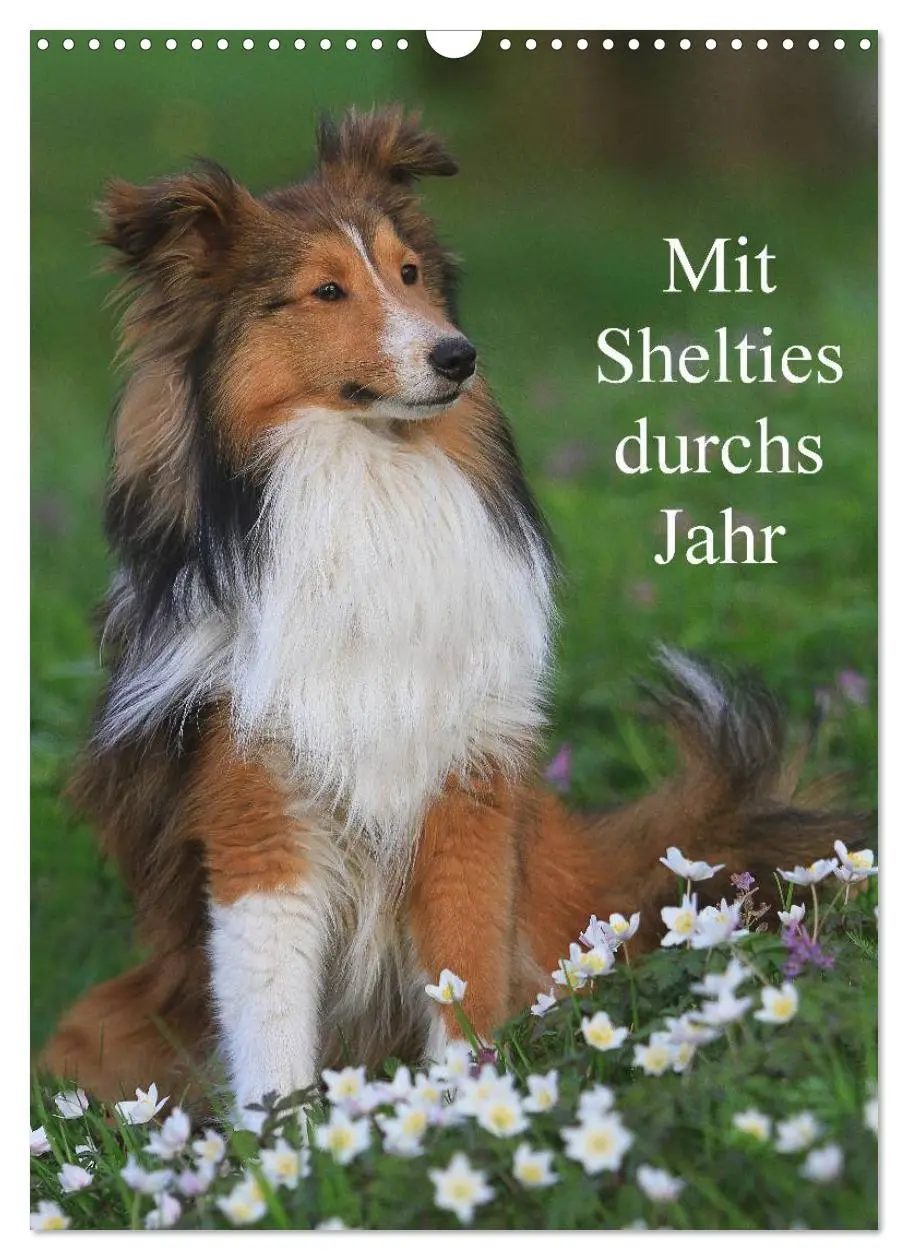 Cover: 9783516447149 | Mit Shelties durchs Jahr (Wandkalender 2026 DIN A3 hoch), CALVENDO...