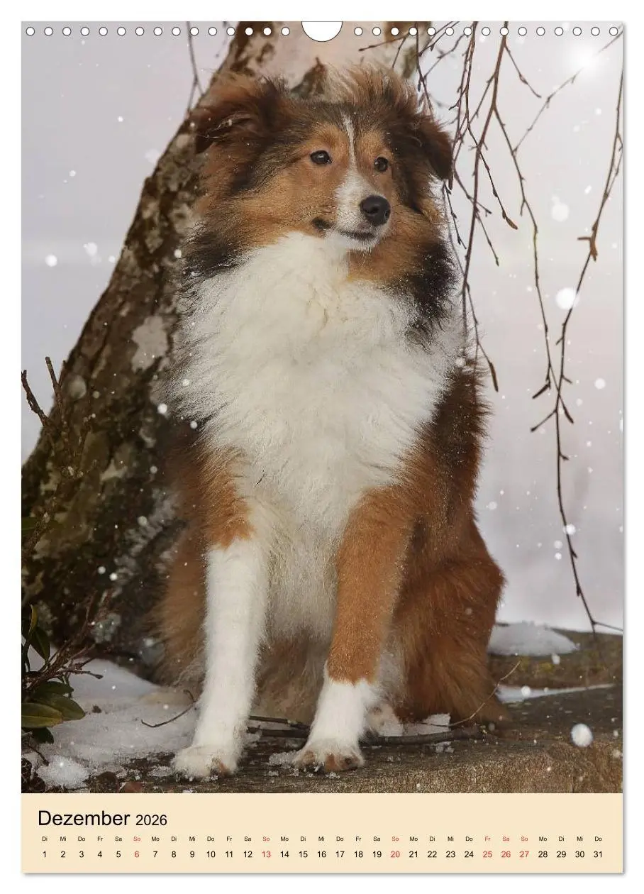 Bild: 9783516447149 | Mit Shelties durchs Jahr (Wandkalender 2026 DIN A3 hoch), CALVENDO...