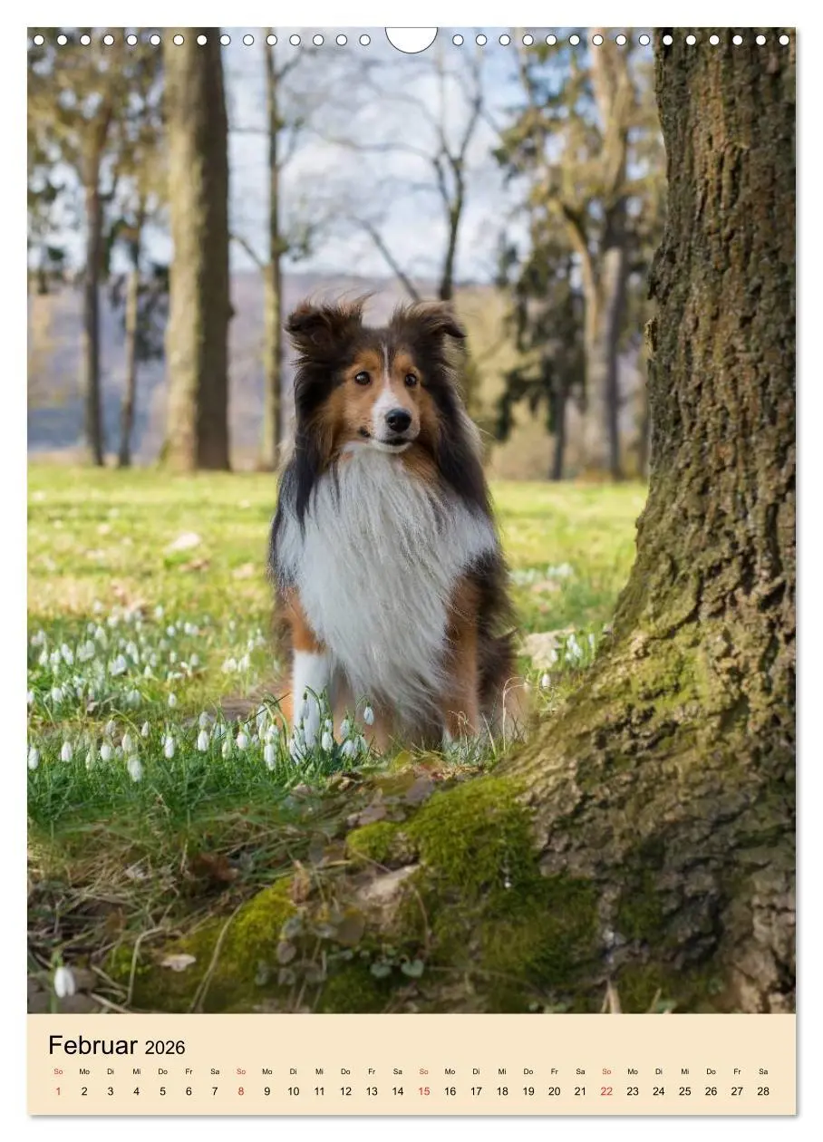 Bild: 9783516447149 | Mit Shelties durchs Jahr (Wandkalender 2026 DIN A3 hoch), CALVENDO...