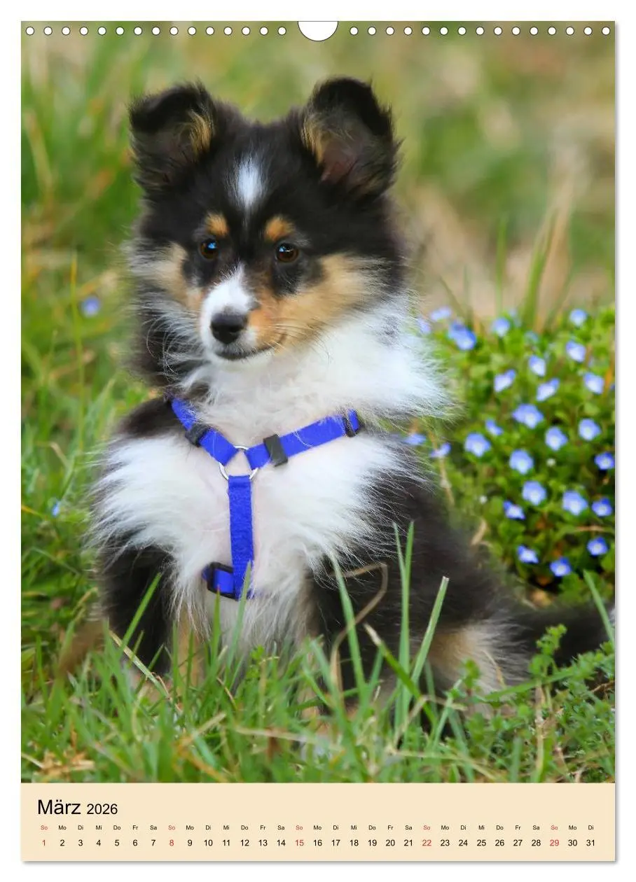 Bild: 9783516447149 | Mit Shelties durchs Jahr (Wandkalender 2026 DIN A3 hoch), CALVENDO...
