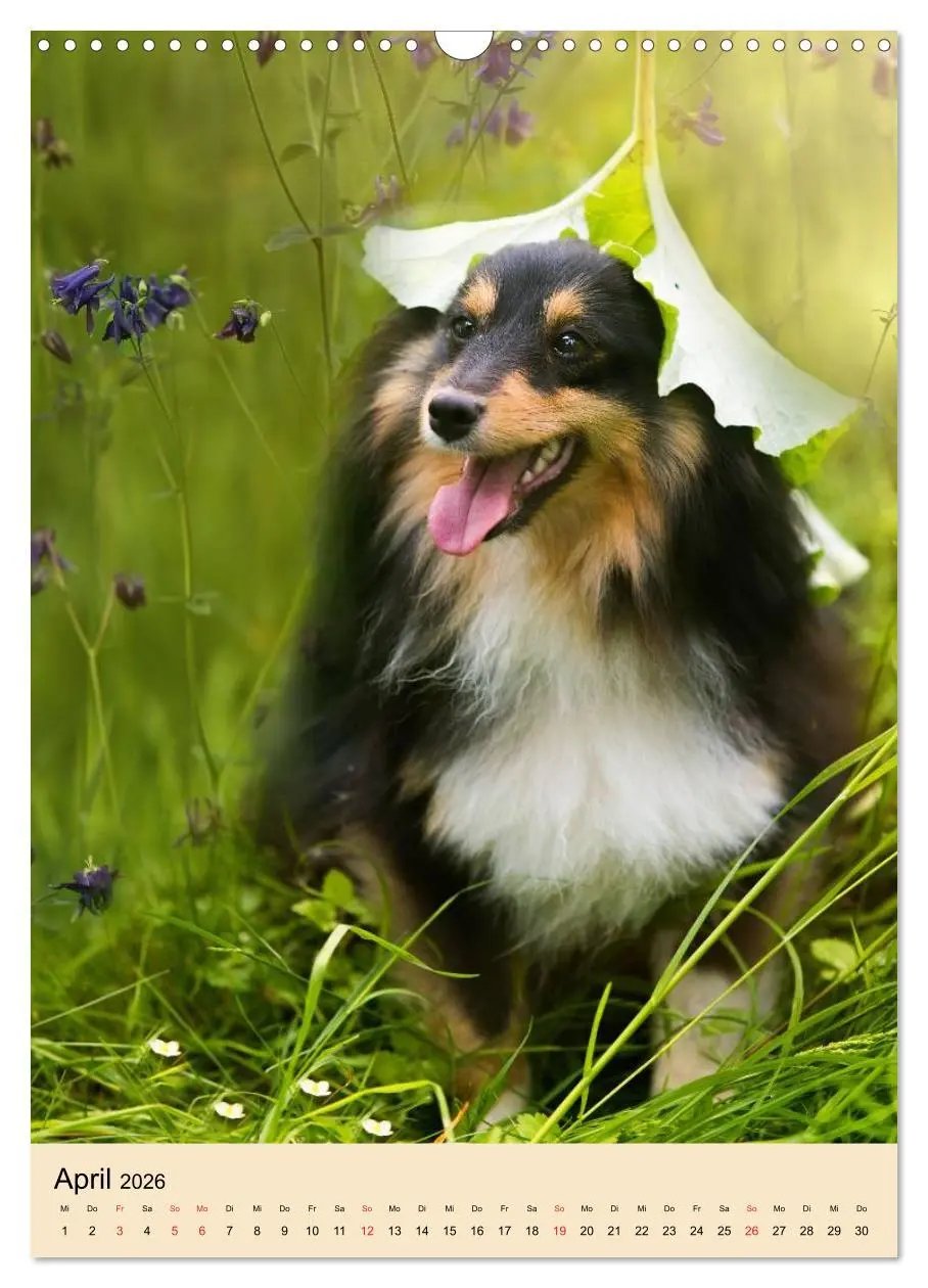 Bild: 9783516447149 | Mit Shelties durchs Jahr (Wandkalender 2026 DIN A3 hoch), CALVENDO...