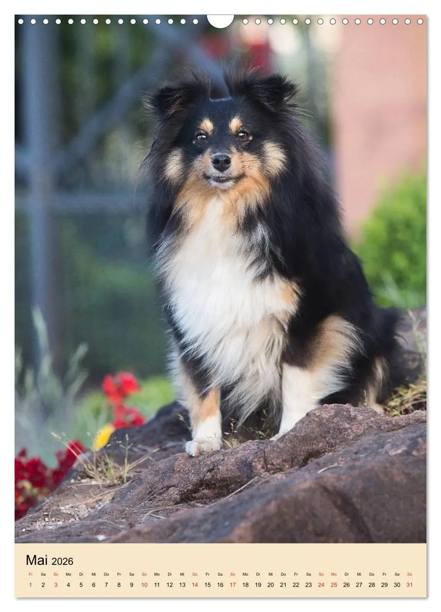 Bild: 9783516447149 | Mit Shelties durchs Jahr (Wandkalender 2026 DIN A3 hoch), CALVENDO...