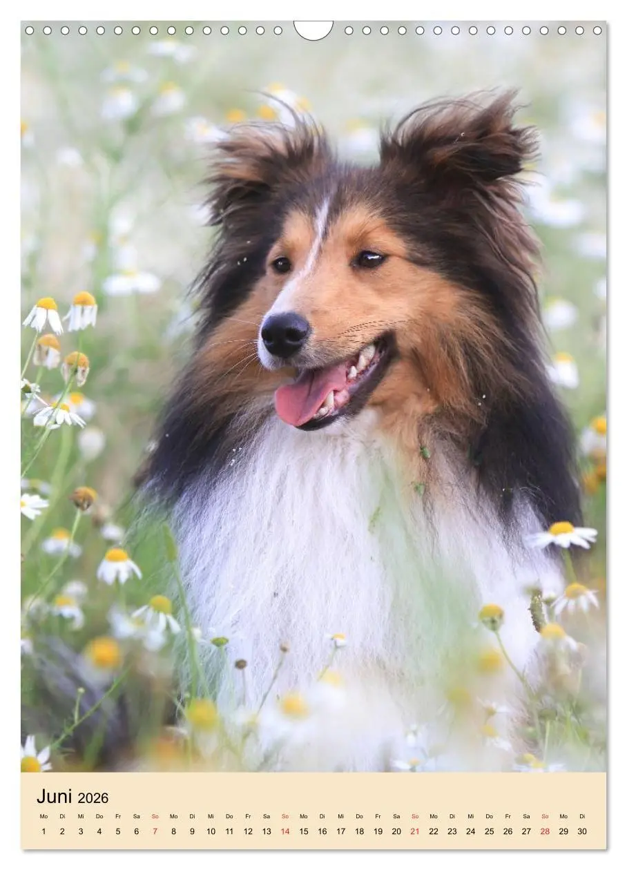 Bild: 9783516447149 | Mit Shelties durchs Jahr (Wandkalender 2026 DIN A3 hoch), CALVENDO...