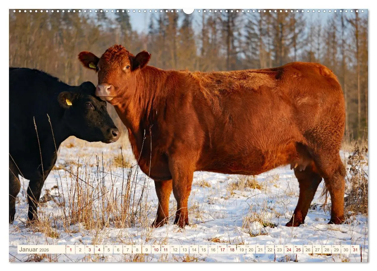 Bild: 9783457417249 | Weiderinder im Frankenwald (hochwertiger Premium Wandkalender 2026...