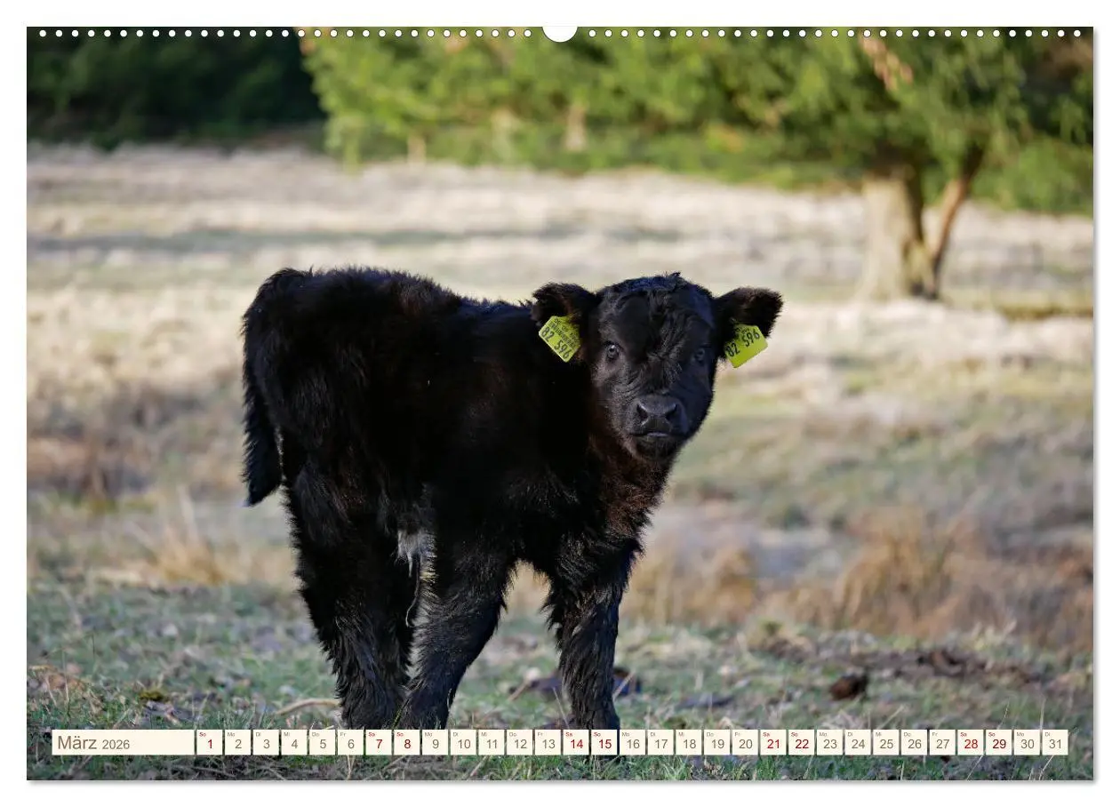 Bild: 9783457417249 | Weiderinder im Frankenwald (hochwertiger Premium Wandkalender 2026...