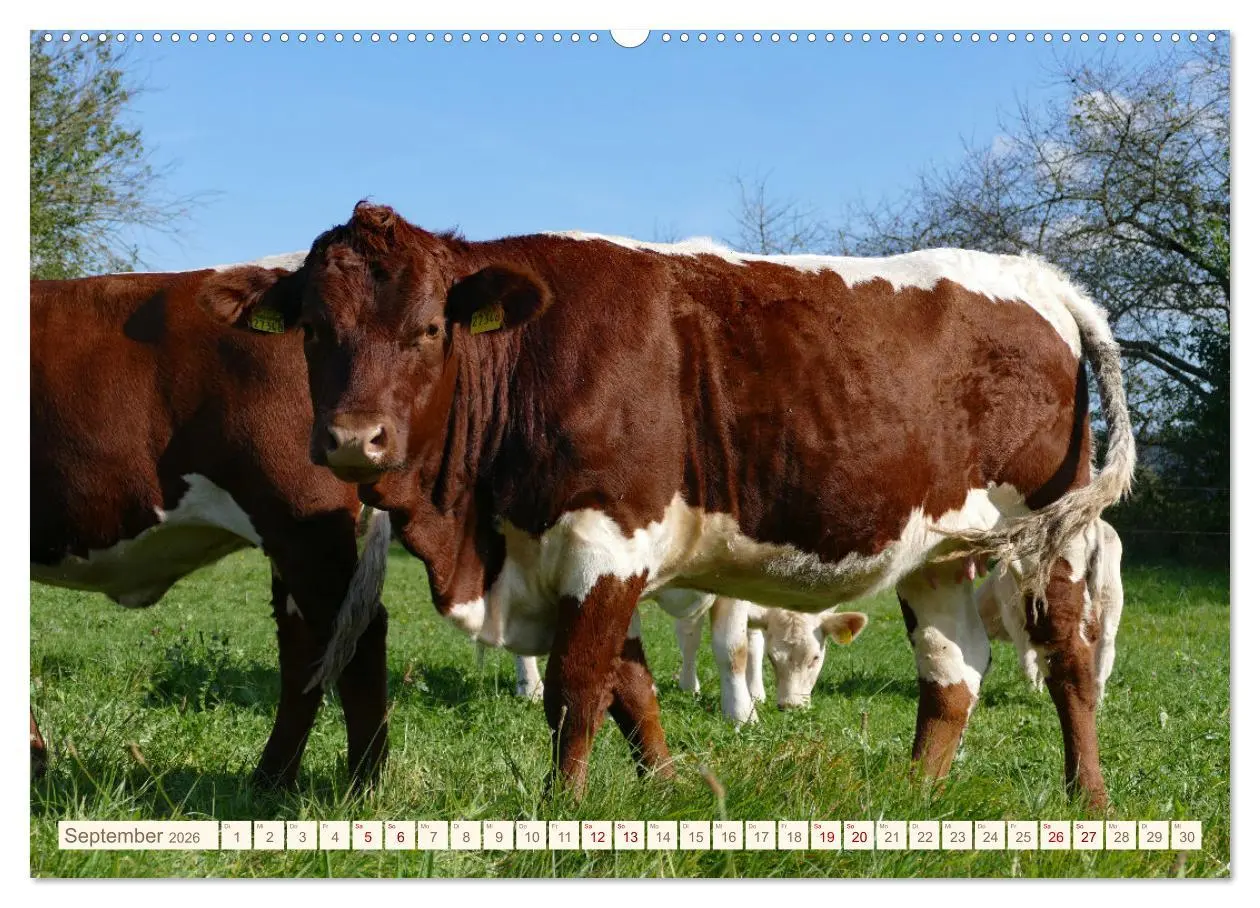Bild: 9783457417249 | Weiderinder im Frankenwald (hochwertiger Premium Wandkalender 2026...