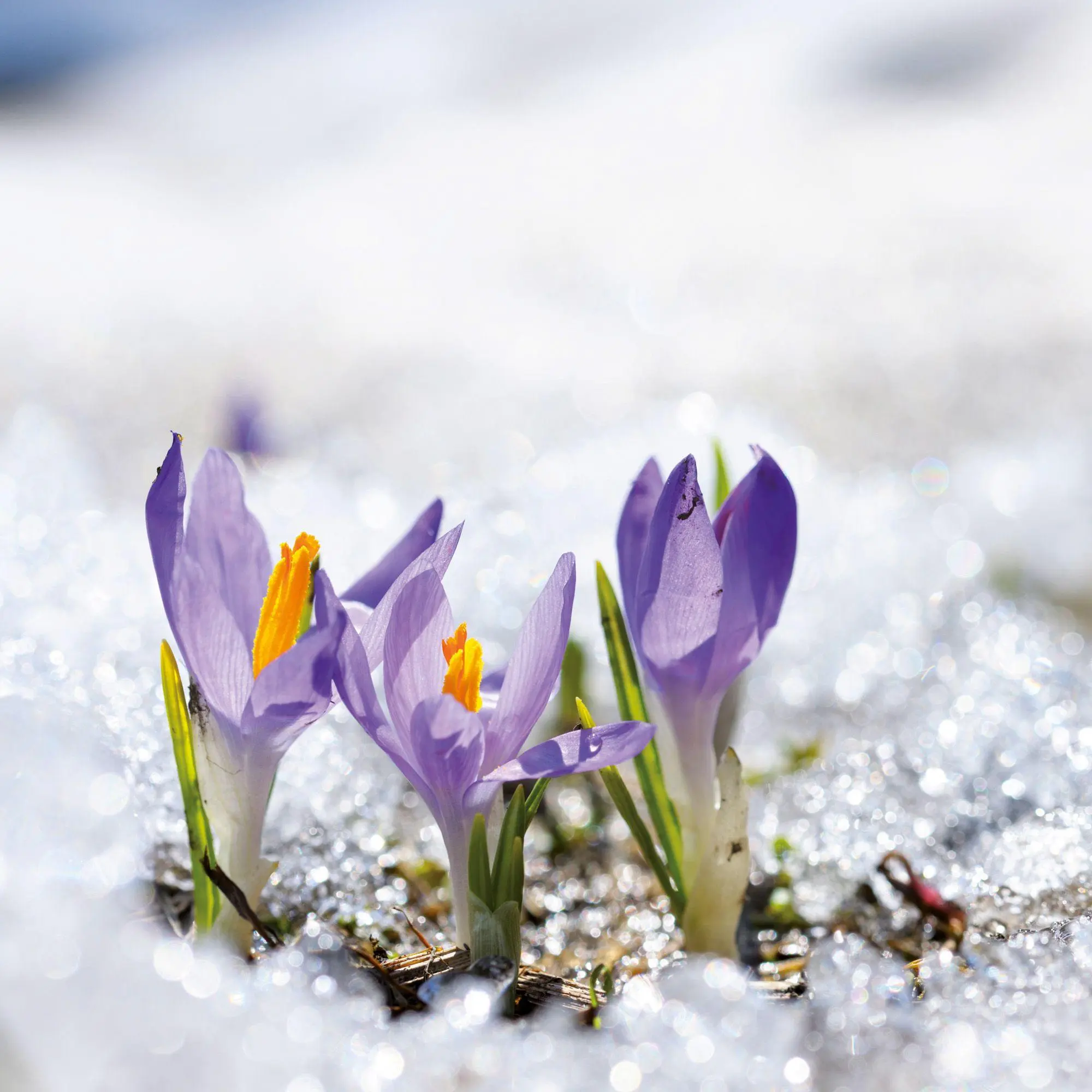 Bild: 9783959297349 | Blumen / Flowers 2027 | Kalender 2027 | Kalender | Artwork Edition