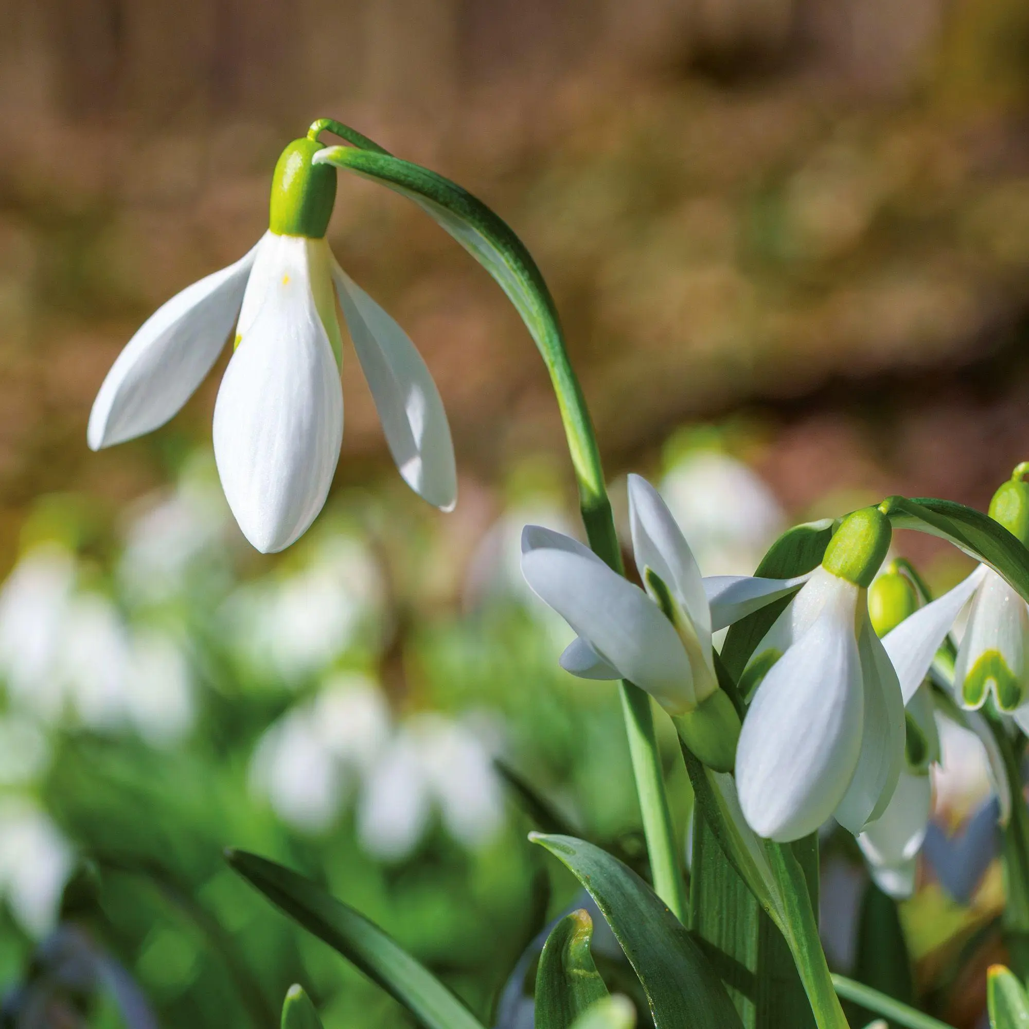 Bild: 9783959297349 | Blumen / Flowers 2027 | Kalender 2027 | Kalender | Artwork Edition