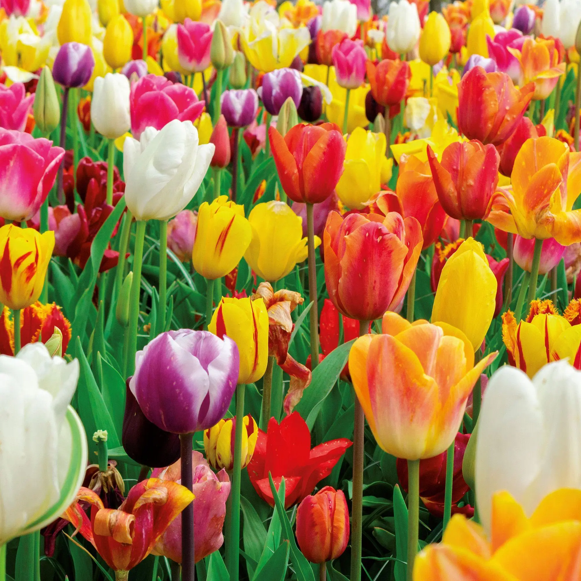 Bild: 9783959297349 | Blumen / Flowers 2027 | Kalender 2027 | Kalender | Artwork Edition