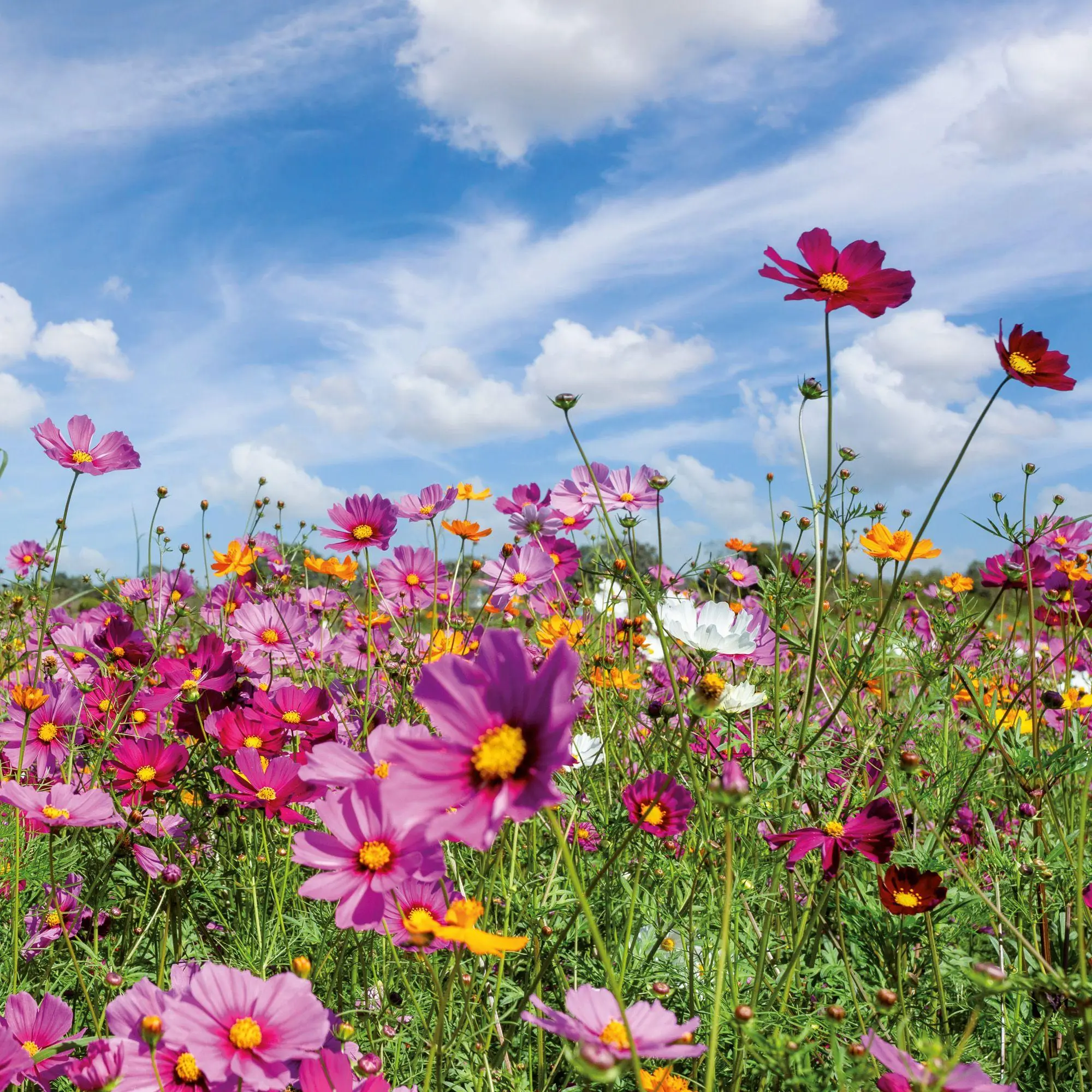 Bild: 9783959297349 | Blumen / Flowers 2027 | Kalender 2027 | Kalender | Artwork Edition