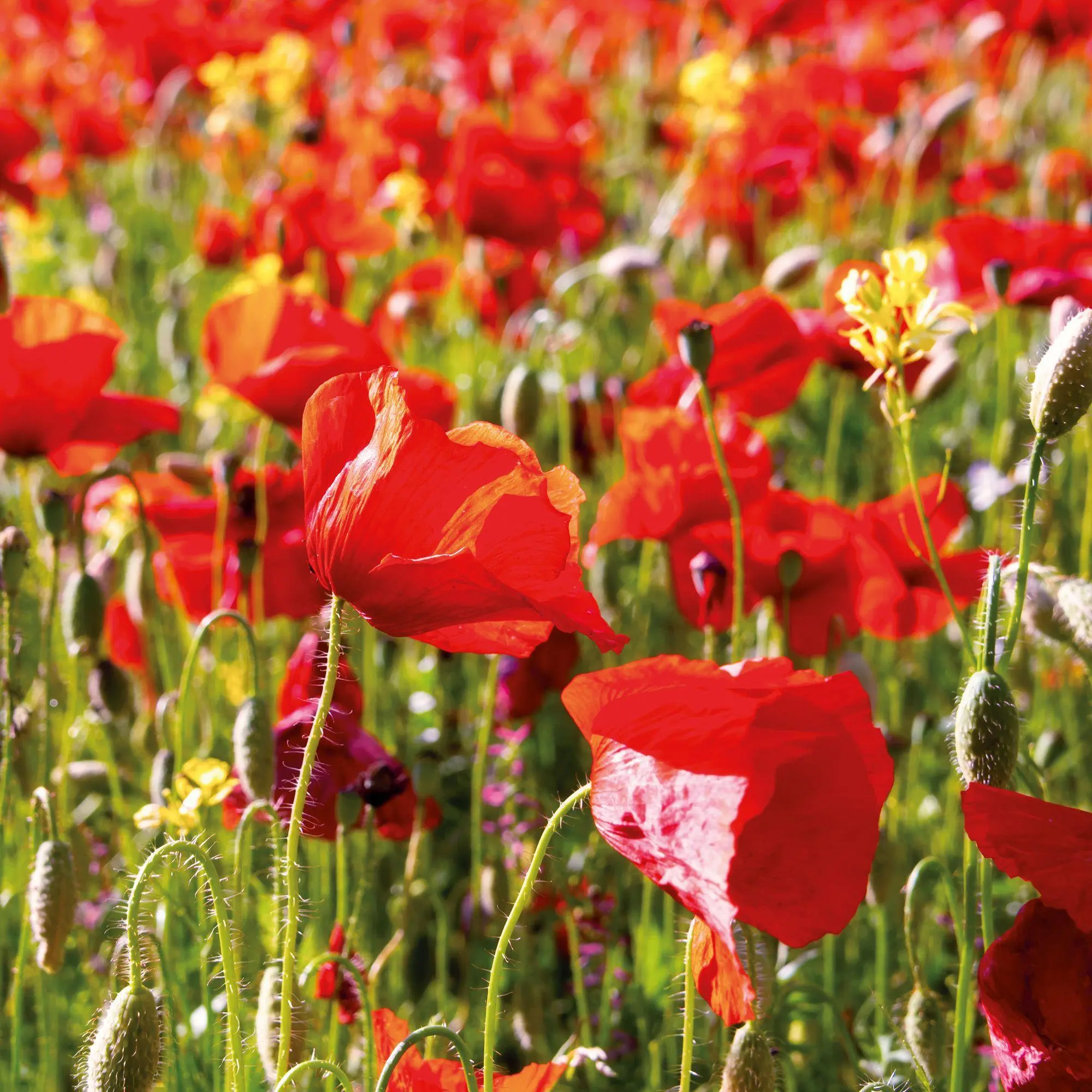 Bild: 9783959297349 | Blumen / Flowers 2027 | Kalender 2027 | Kalender | Artwork Edition