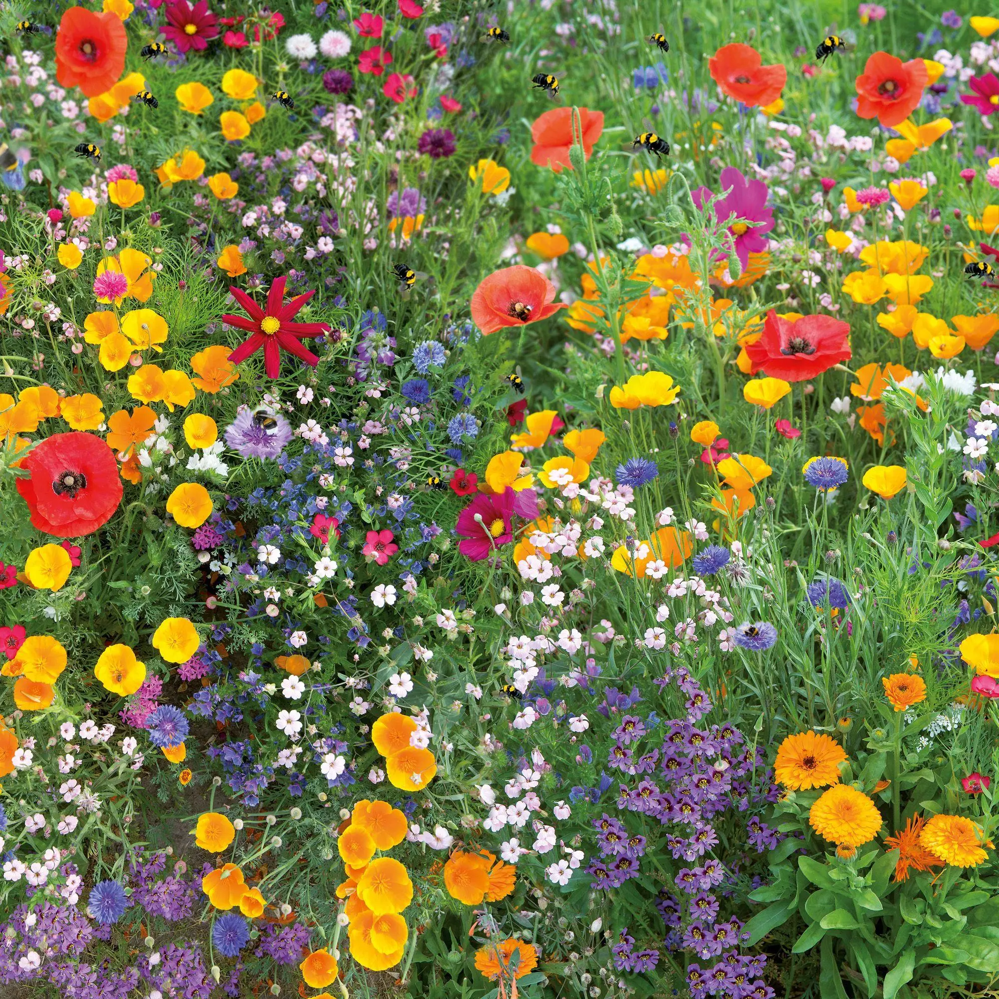 Bild: 9783959297349 | Blumen / Flowers 2027 | Kalender 2027 | Kalender | Artwork Edition
