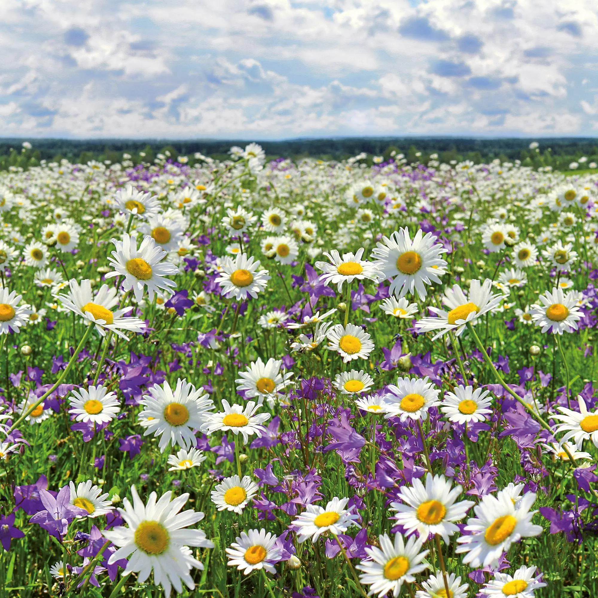 Bild: 9783959297349 | Blumen / Flowers 2027 | Kalender 2027 | Kalender | Artwork Edition