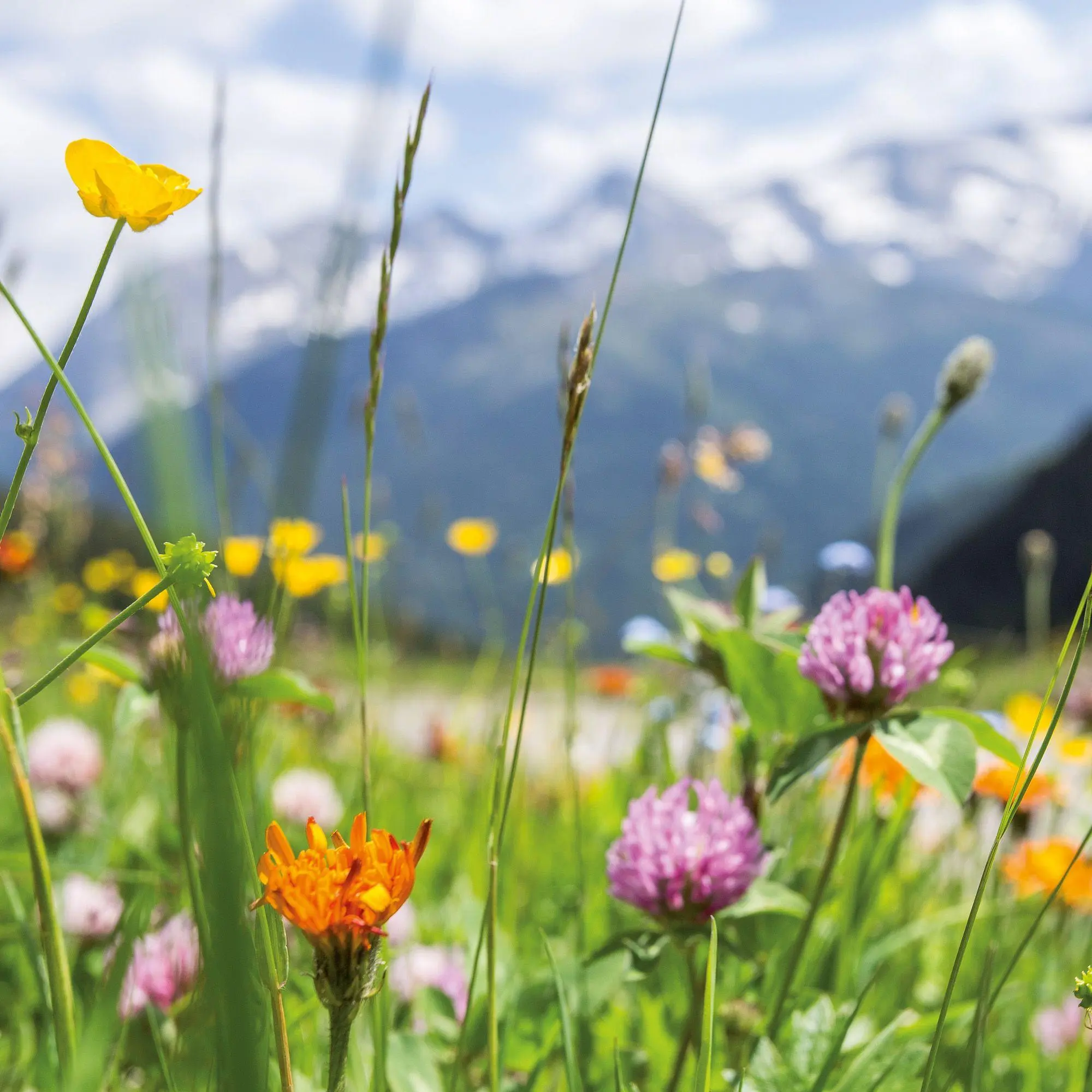 Bild: 9783959297349 | Blumen / Flowers 2027 | Kalender 2027 | Kalender | Artwork Edition