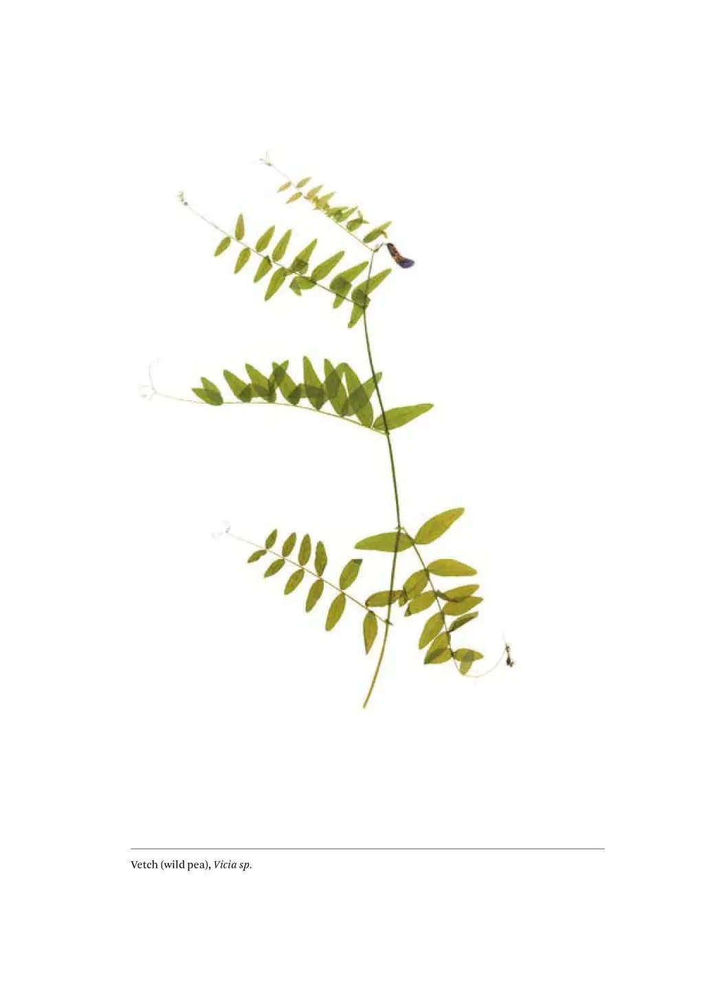 Bild: 9780714877549 | A Work in Progress | A Journal | René Redzepi | Buch | 224 S. | 2019